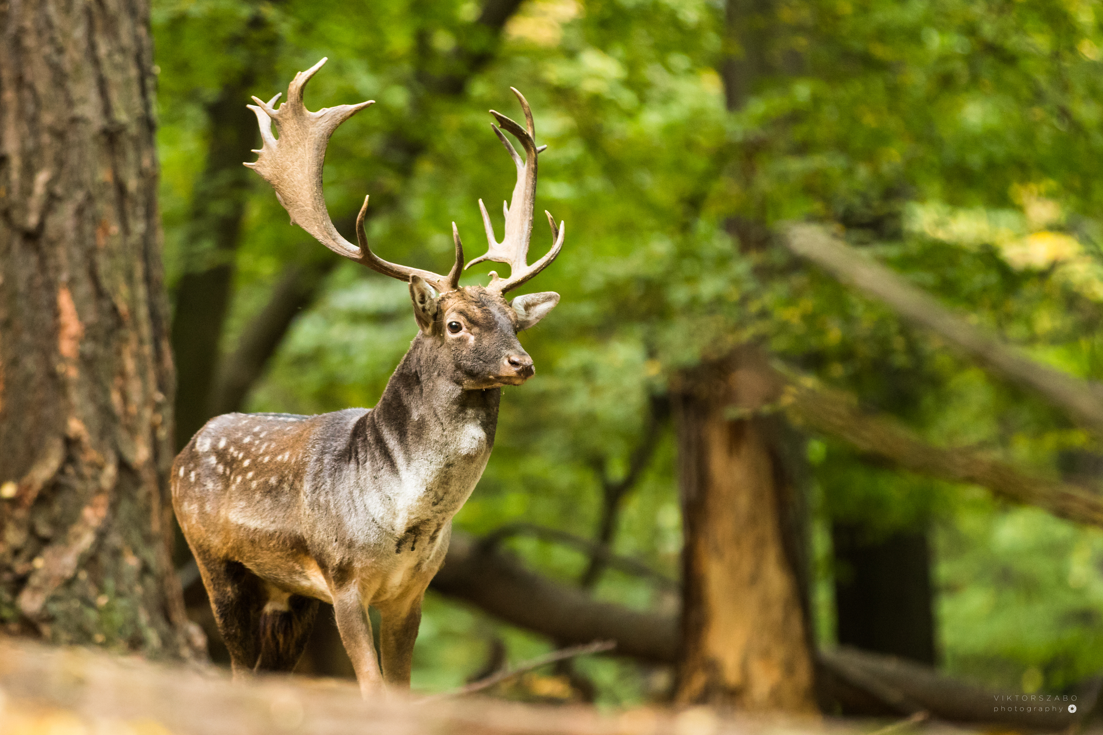 FALLOW DEER/DAMA DAMA, SLOVAKIA