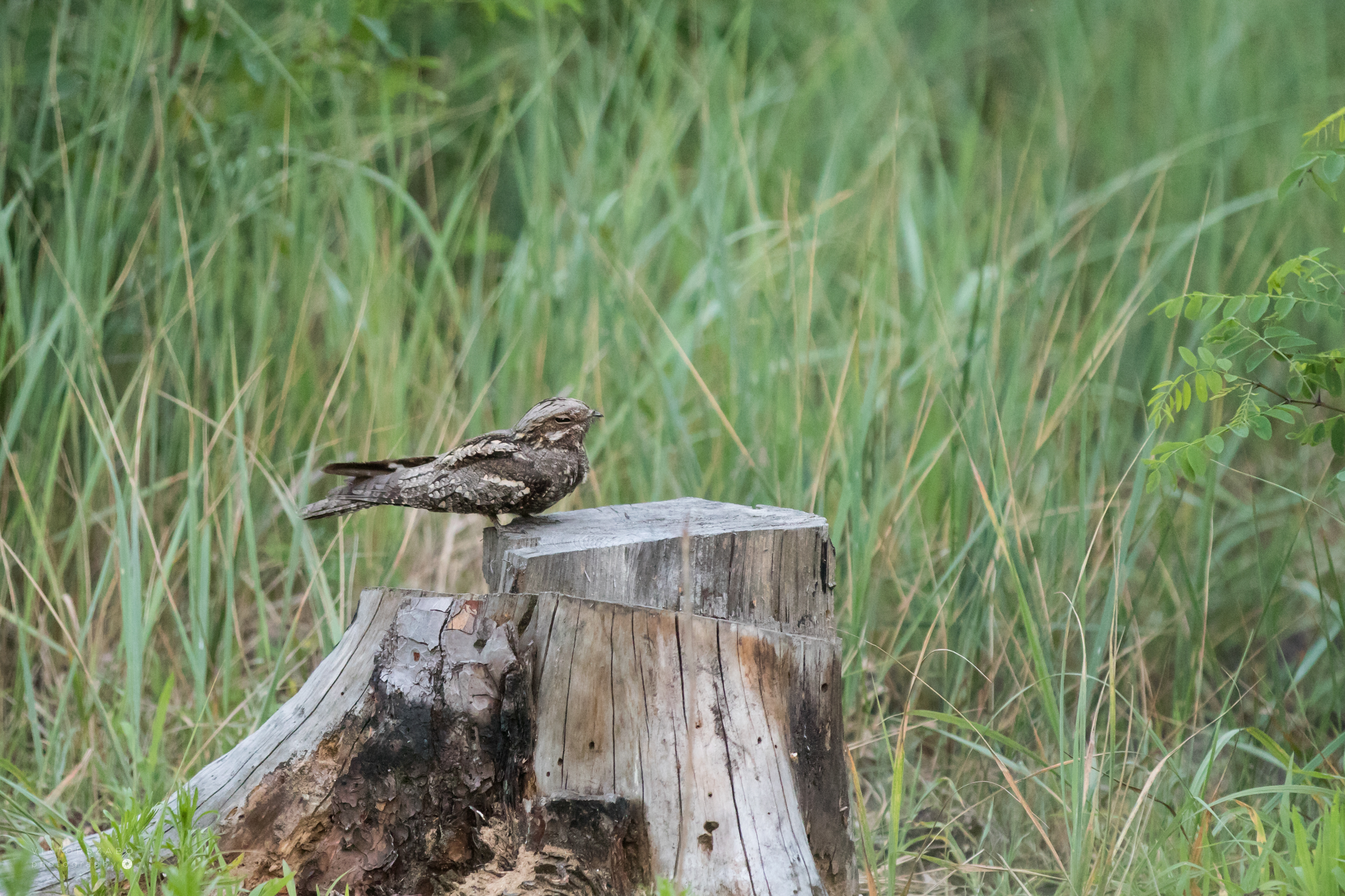 EUROPEAN NIGHTJAR/CAPRIMULGUS EUROPEAUS, SLOVAKIA