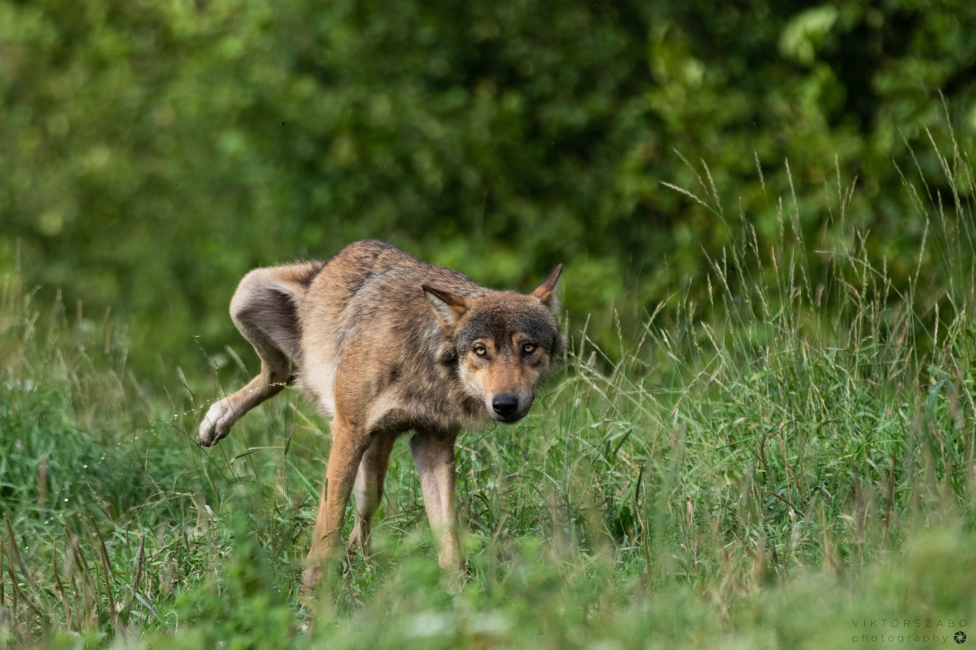 GREY WOLF/CANIS LUPUS, POLAND