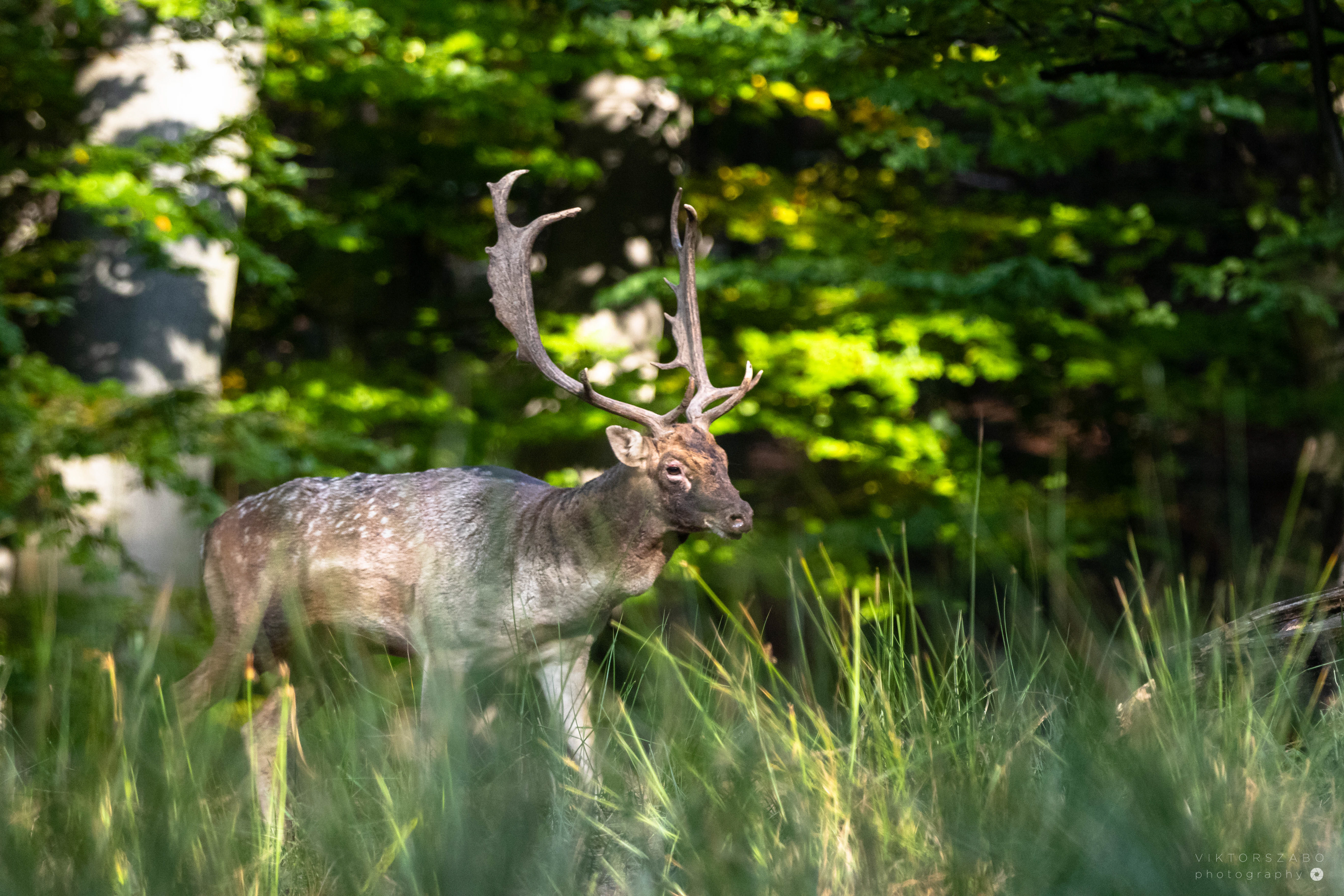 FALLOW DEER/DAMA DAMA, SLOVAKIA