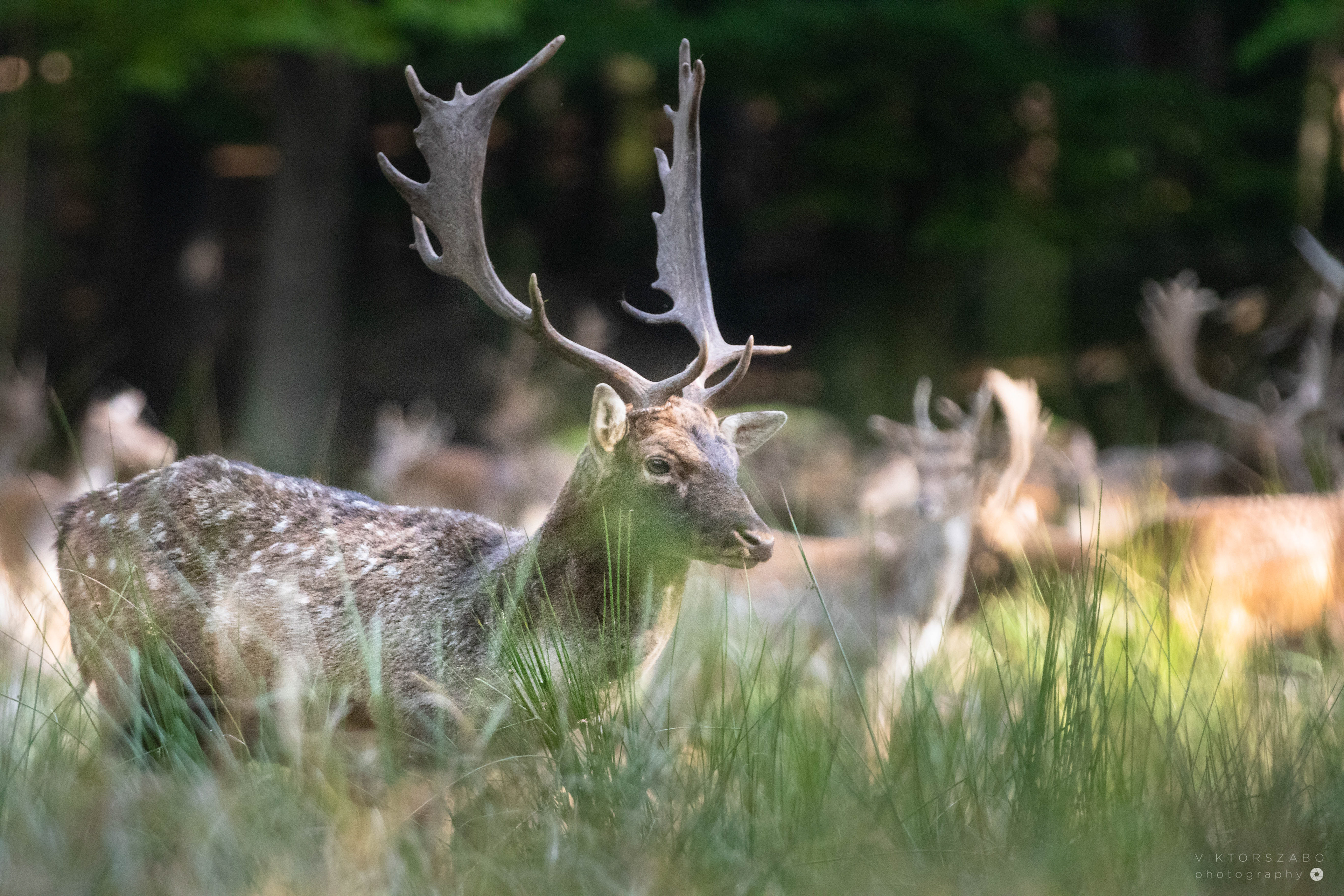 FALLOW DEER/DAMA DAMA, SLOVAKIA