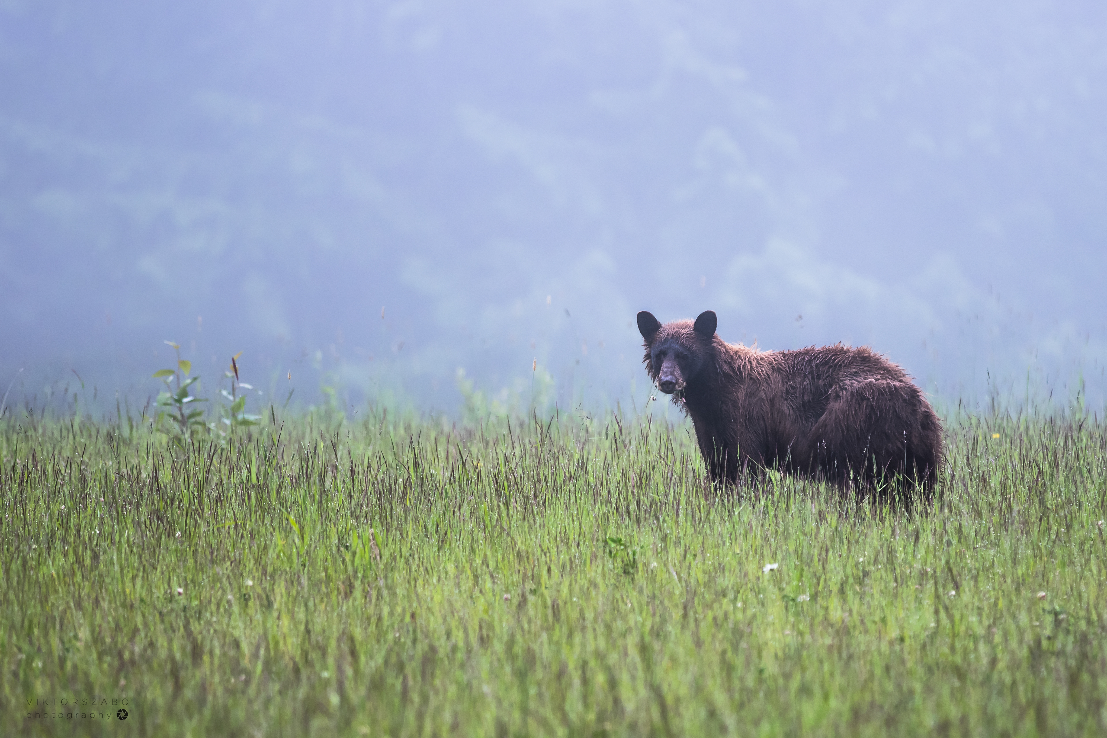 BLACK BEAR/URSUS AMERICANUS, CANADA