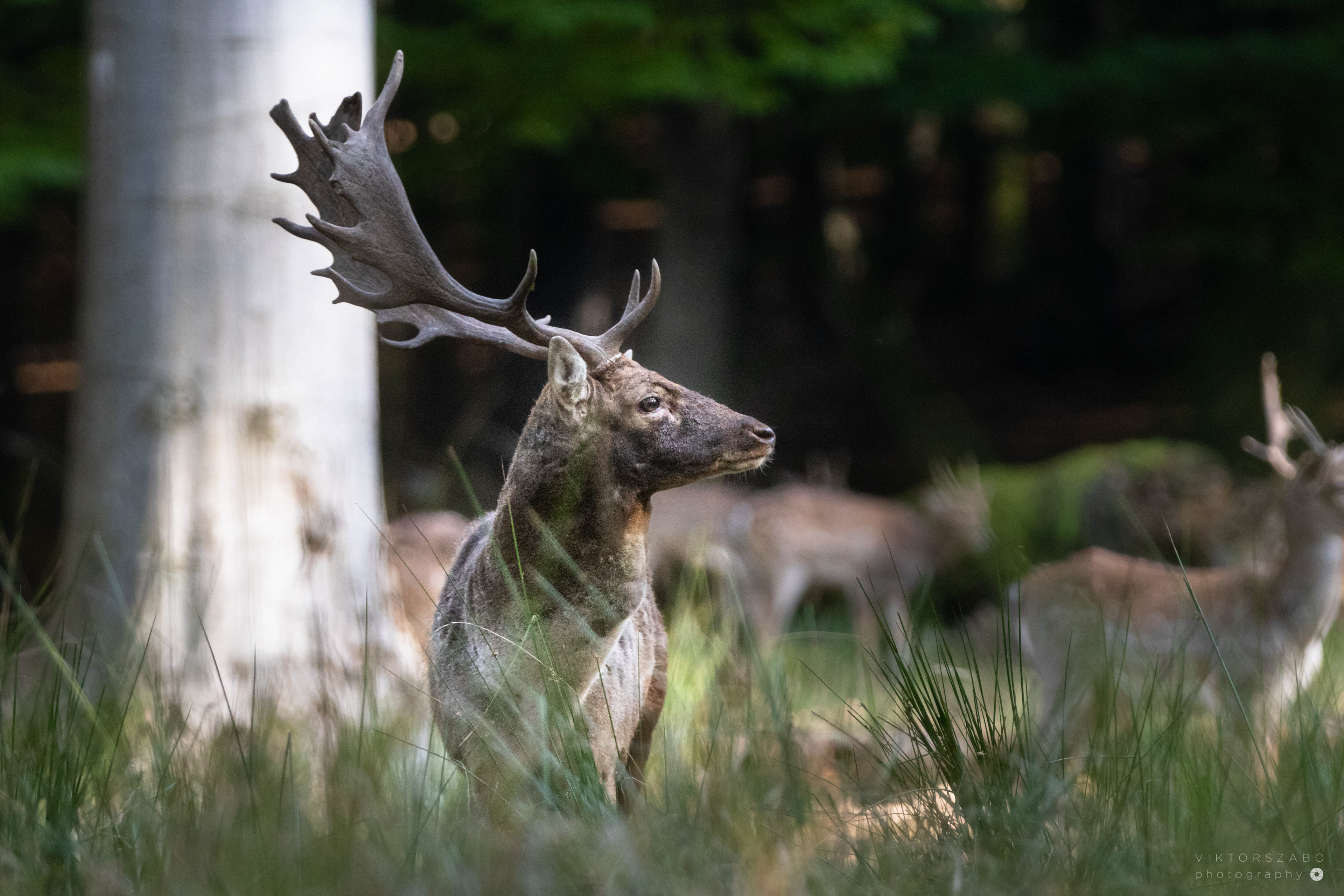 FALLOW DEER/DAMA DAMA, SLOVAKIA