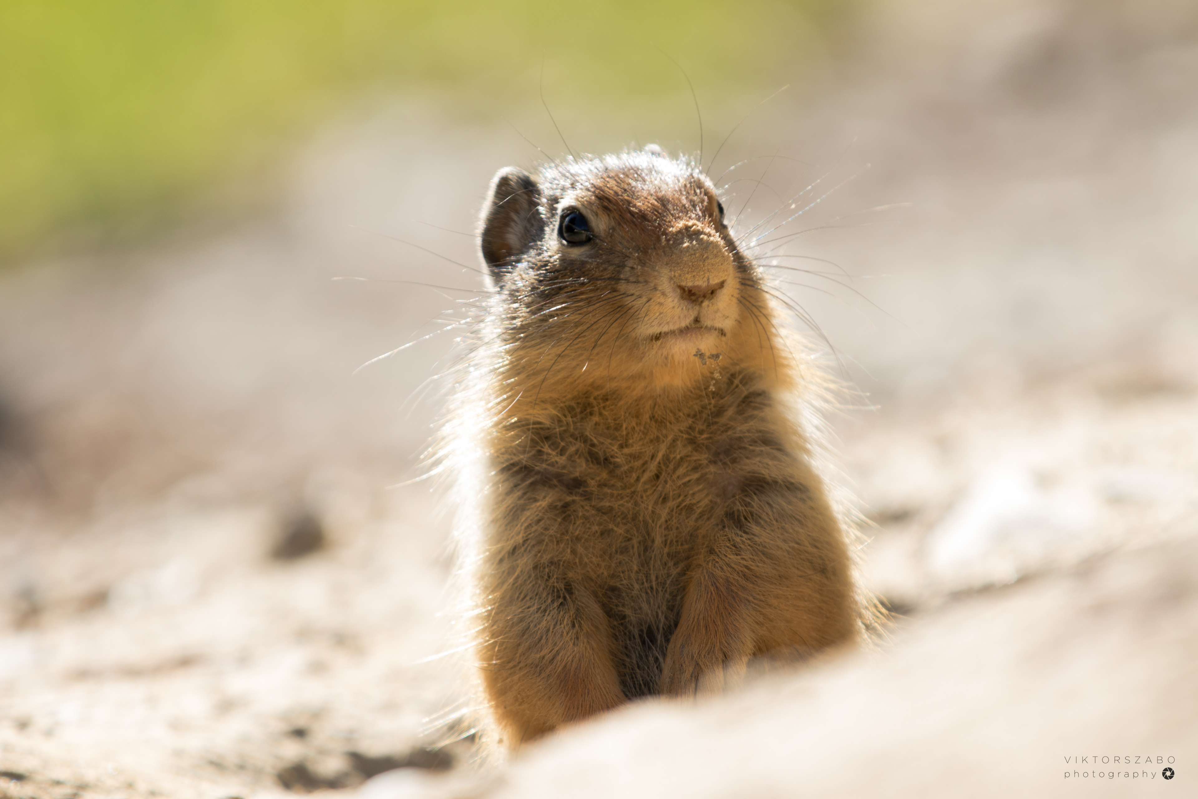 COLUMBIAN GROUND SQUIRREL/ UROCITELLUS COLUMBIANUS, CANADA