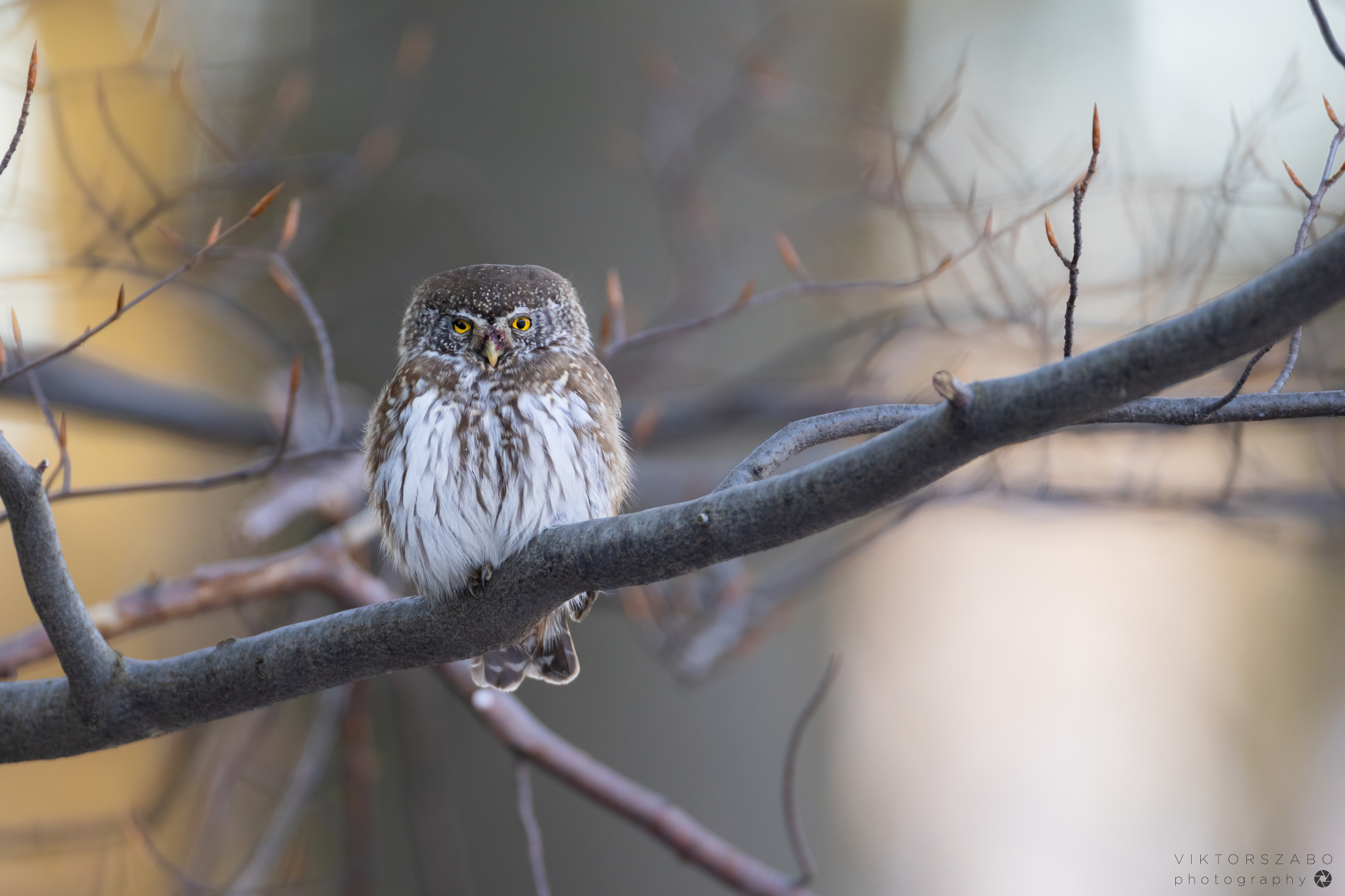 EURASIAN PYGMY OWL/GLAUCIDIUM PASSERINUM, SLOVAKIA