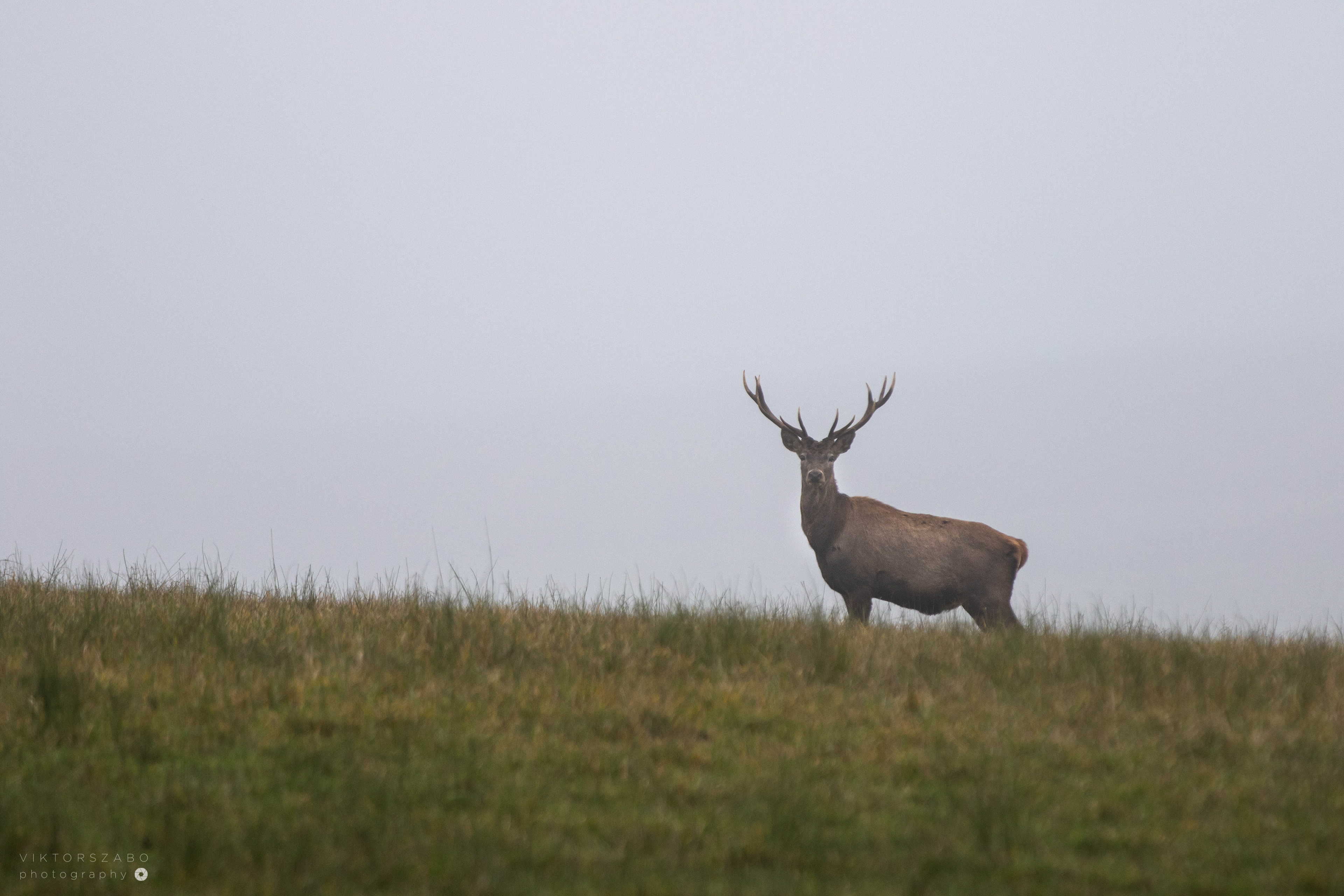 RED DEER/CERVUS ELAPHUSRED, SLOVAKIA