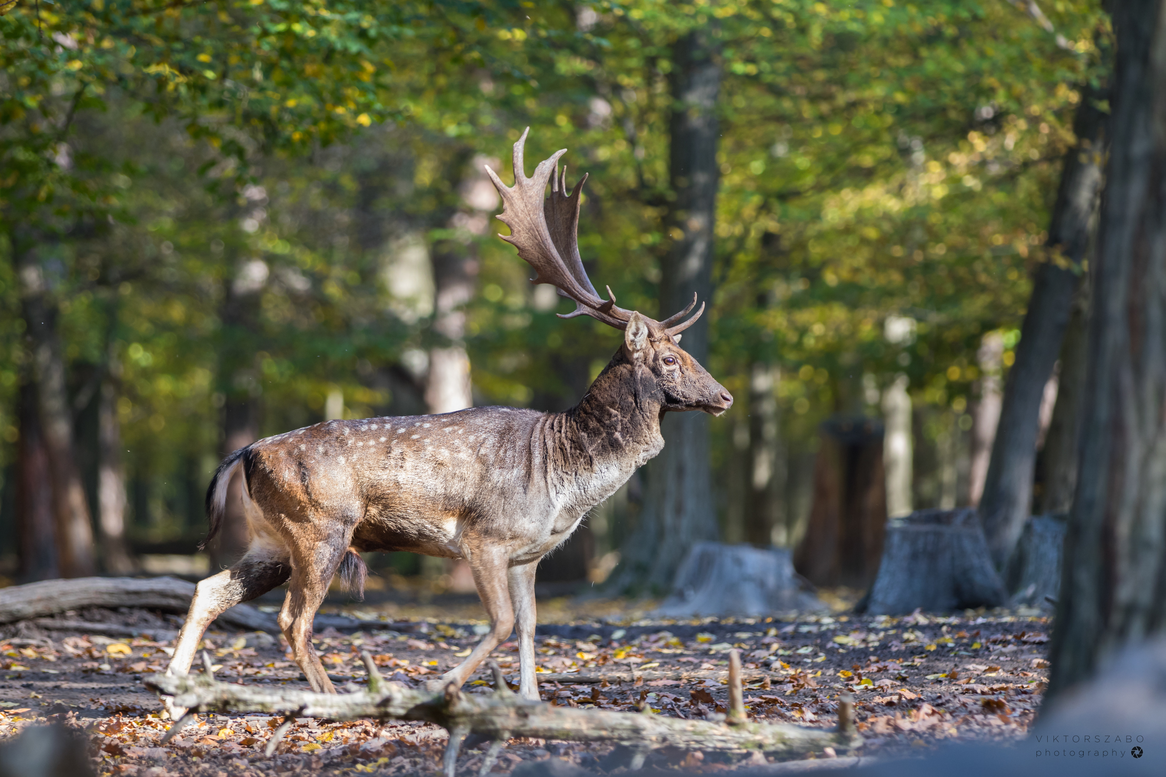 FALLOW DEER/DAMA DAMA, SLOVAKIA