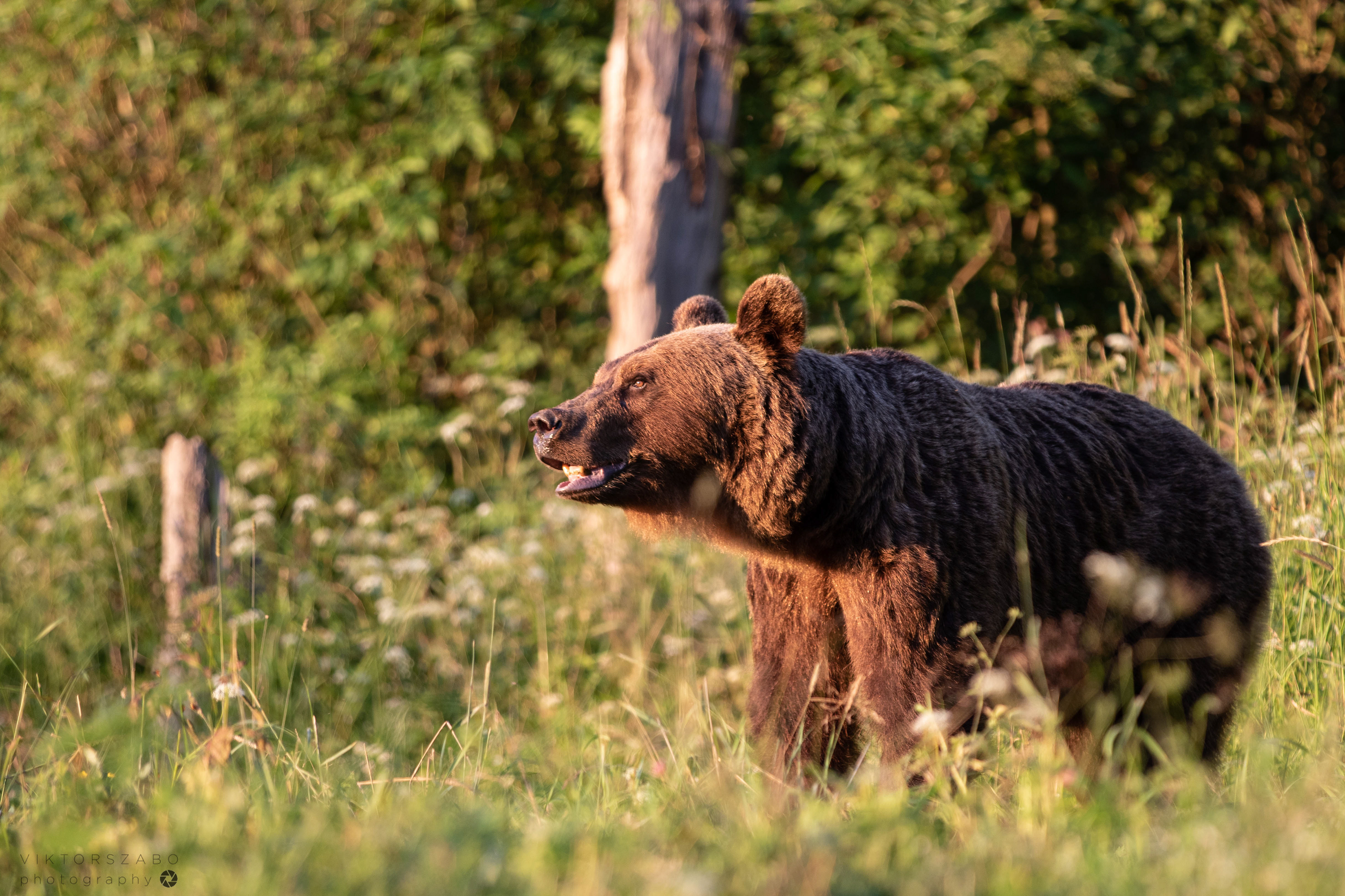 BROWN BEAR/URSUS ARCTOS, POLAND