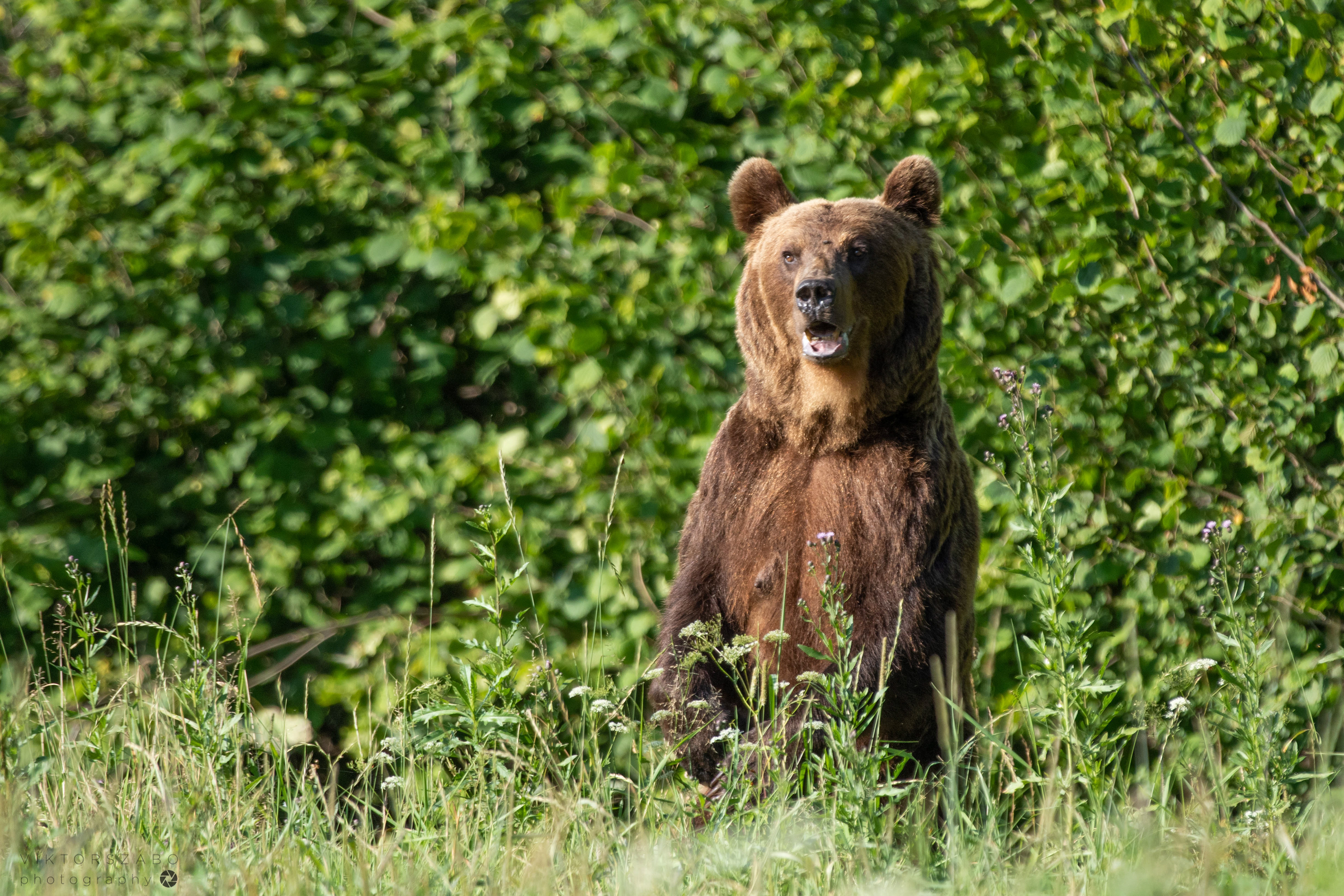 BROWN BEAR/URSUS ARCTOS, POLAND