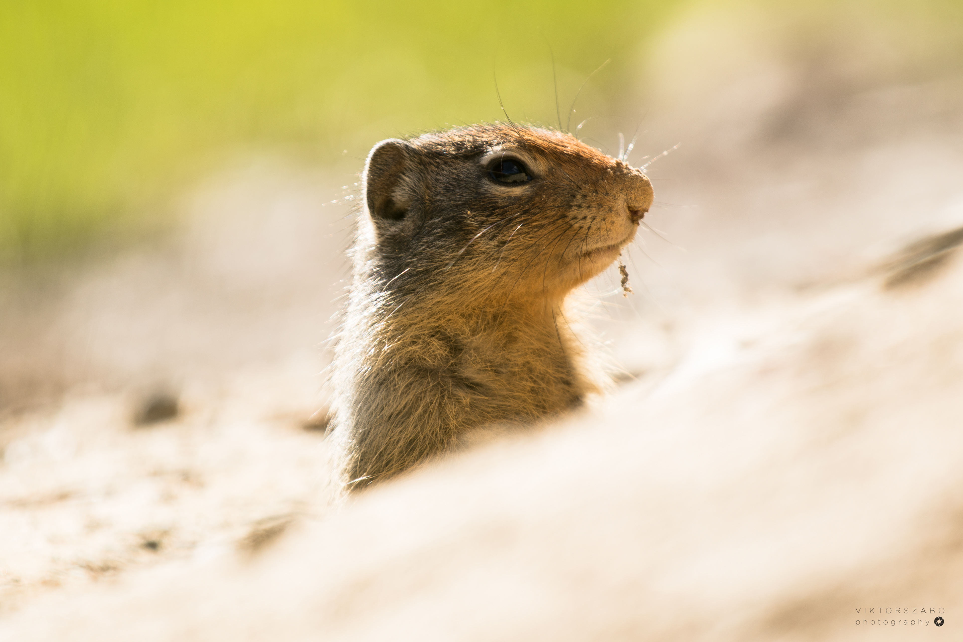 COLUMBIAN GROUND SQUIRREL/ UROCITELLUS COLUMBIANUS, CANADA