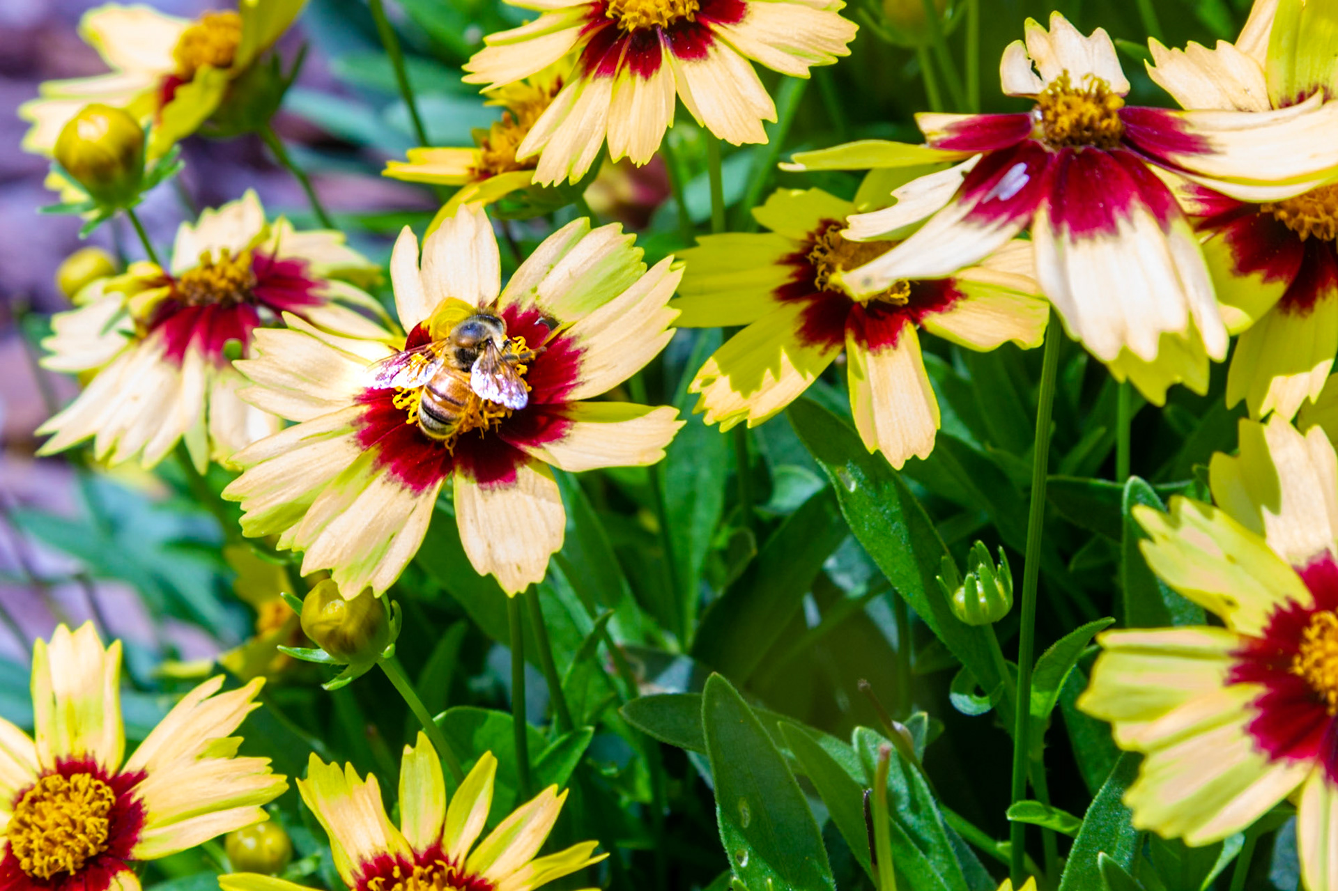 Honeybee on coreopsis grandiflora