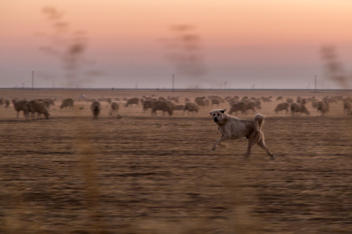 Protecting the herd, Central CA