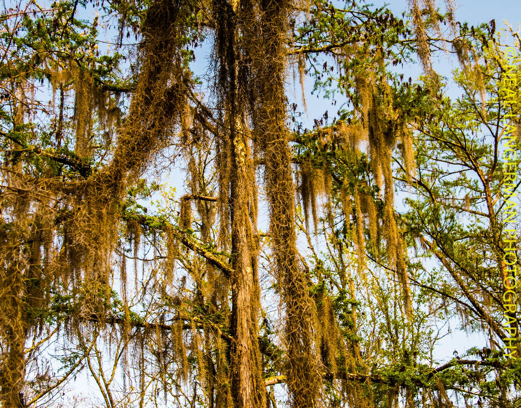 NEAL LANGERMAN PHOTOGRAPHY Slidell MS Swamps