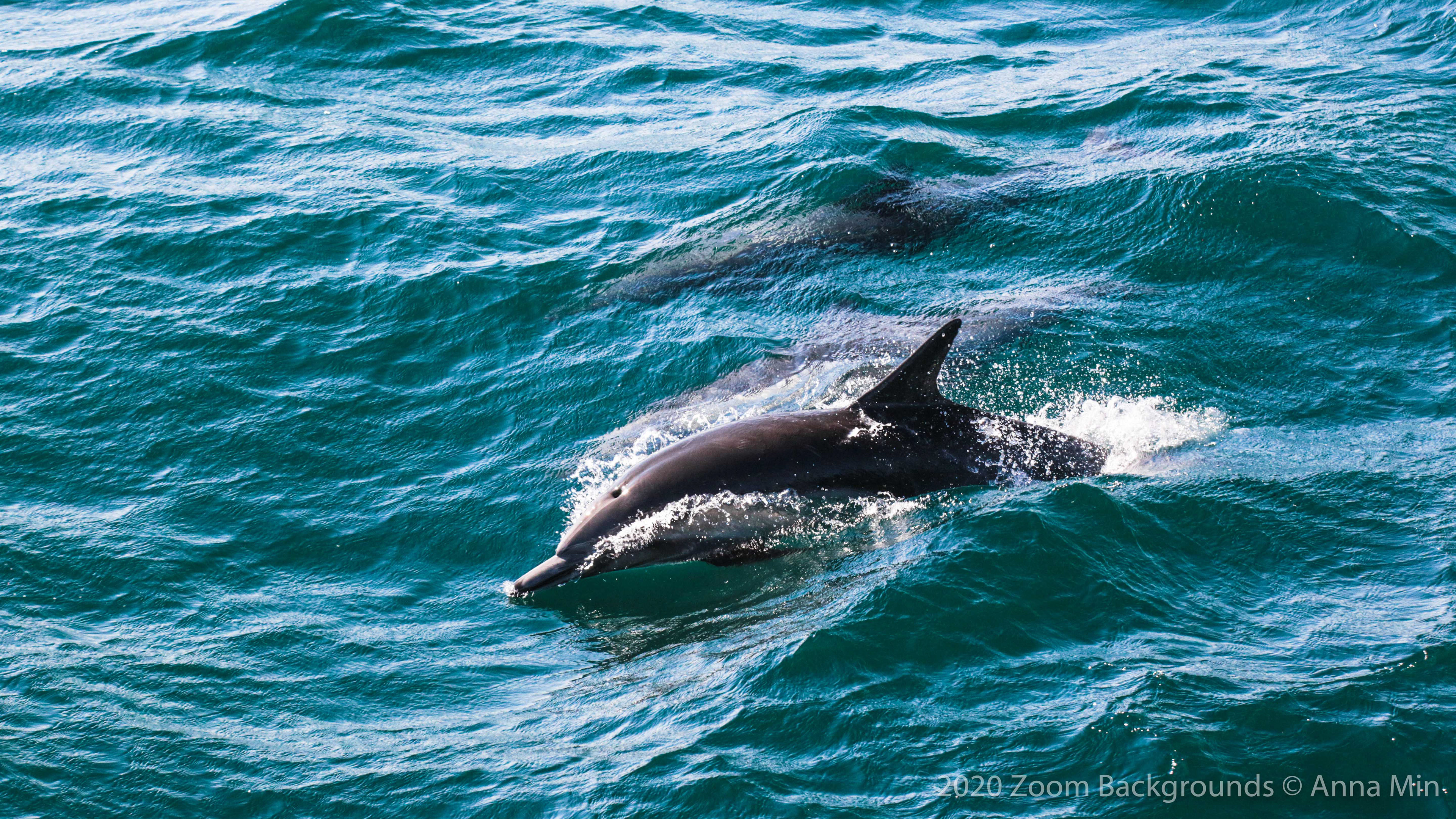 Dolphins #2