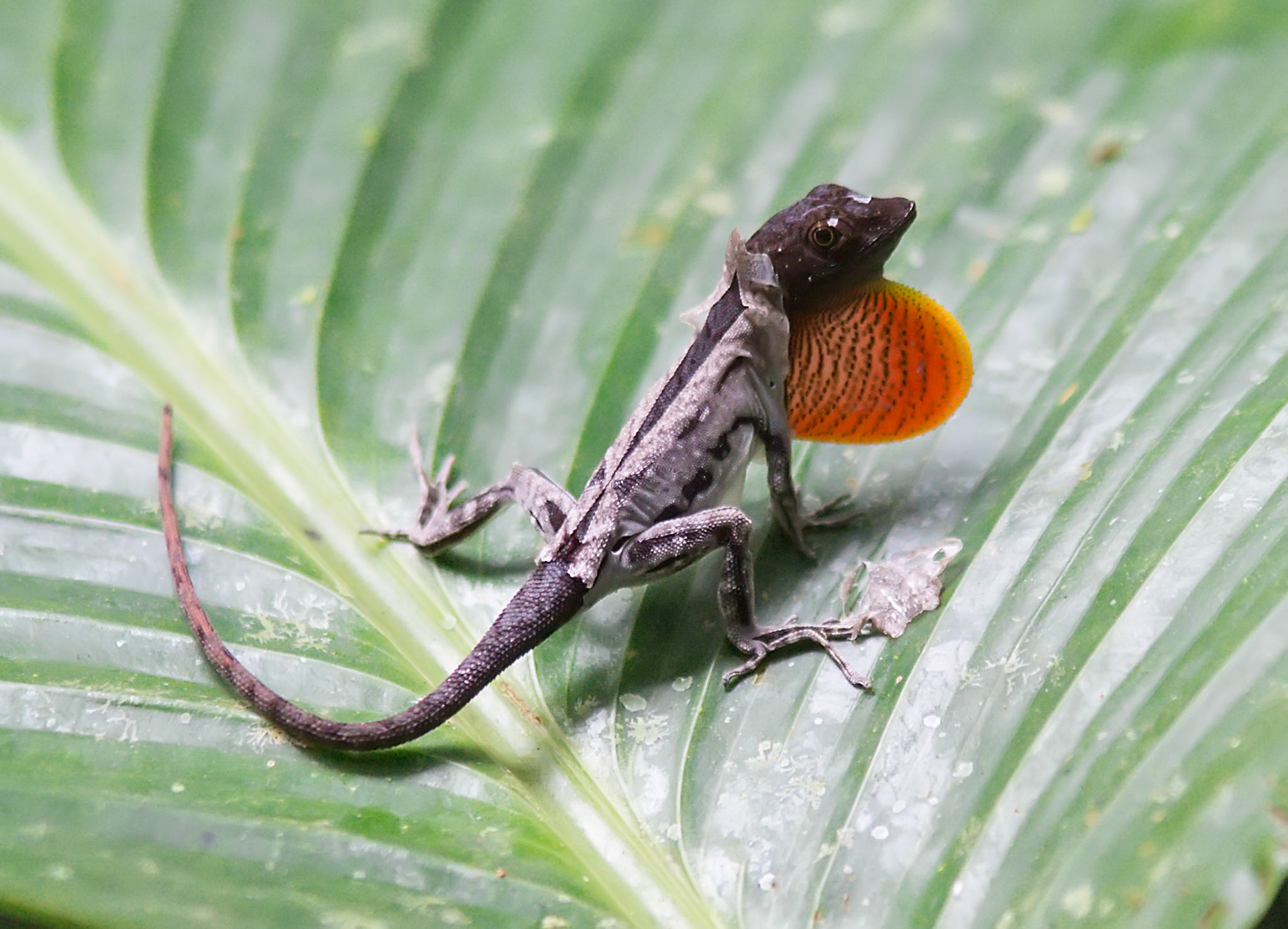 Brown Anole puffing out his throat