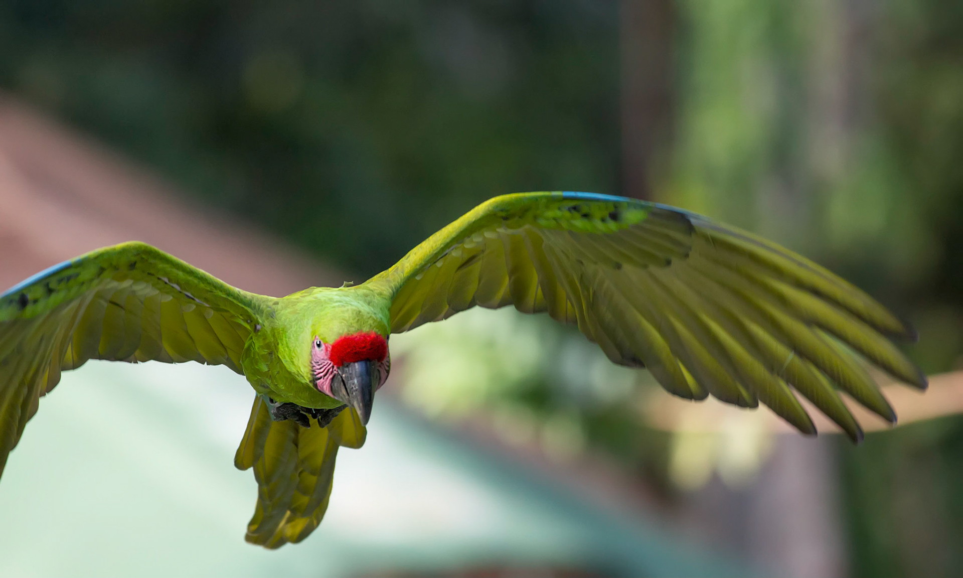 Great Green Macaw