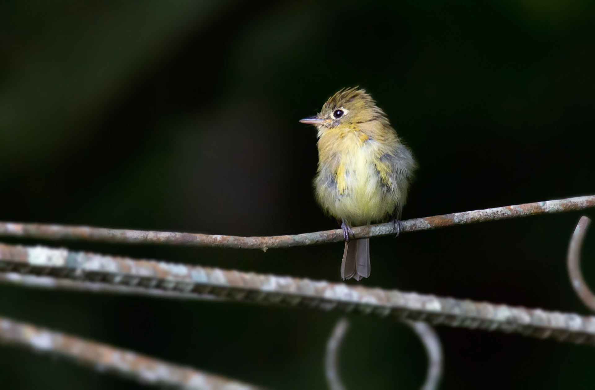 Yellowish Flycatcher, Juvenile