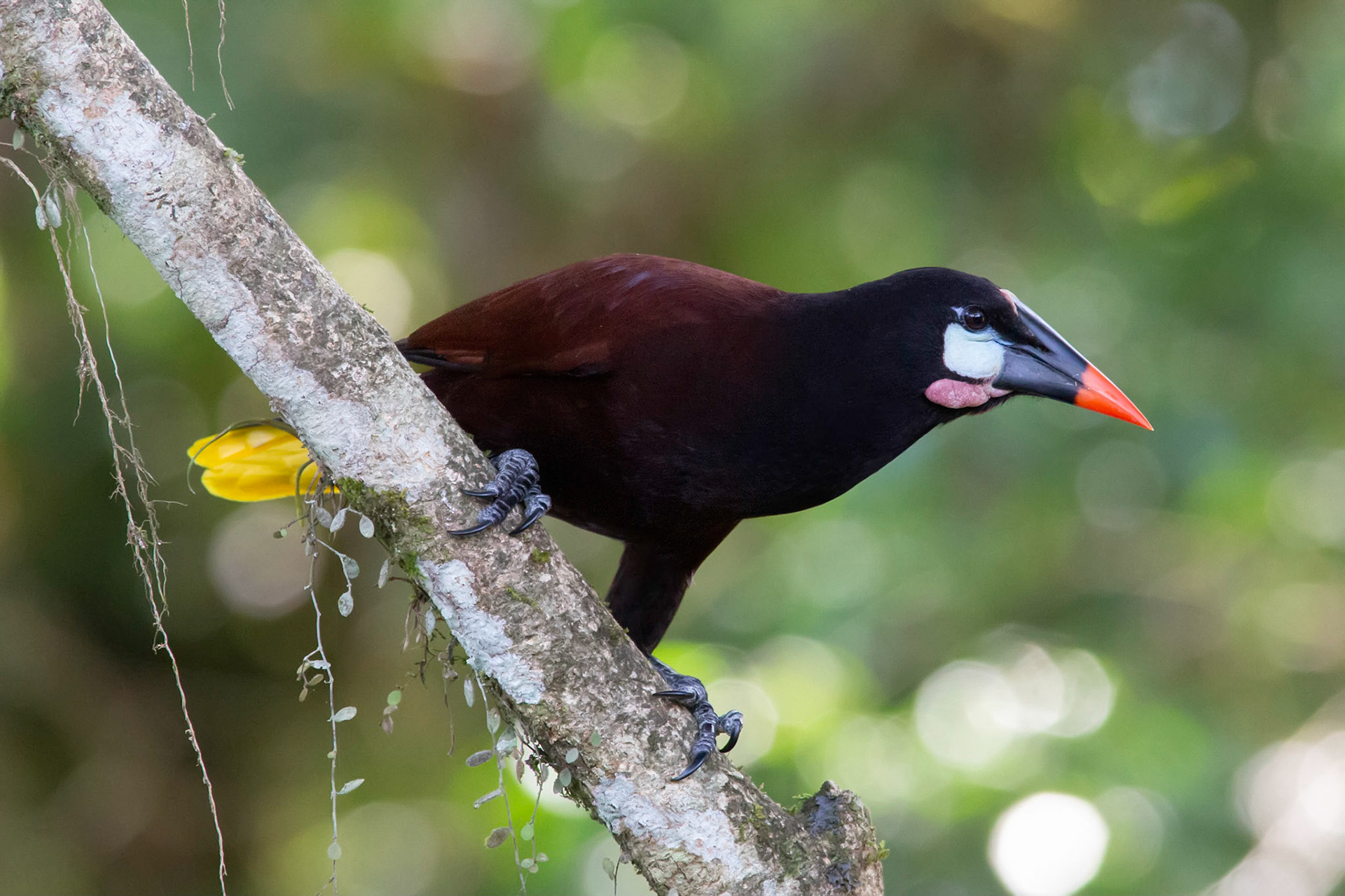 Montezuma Oropendola