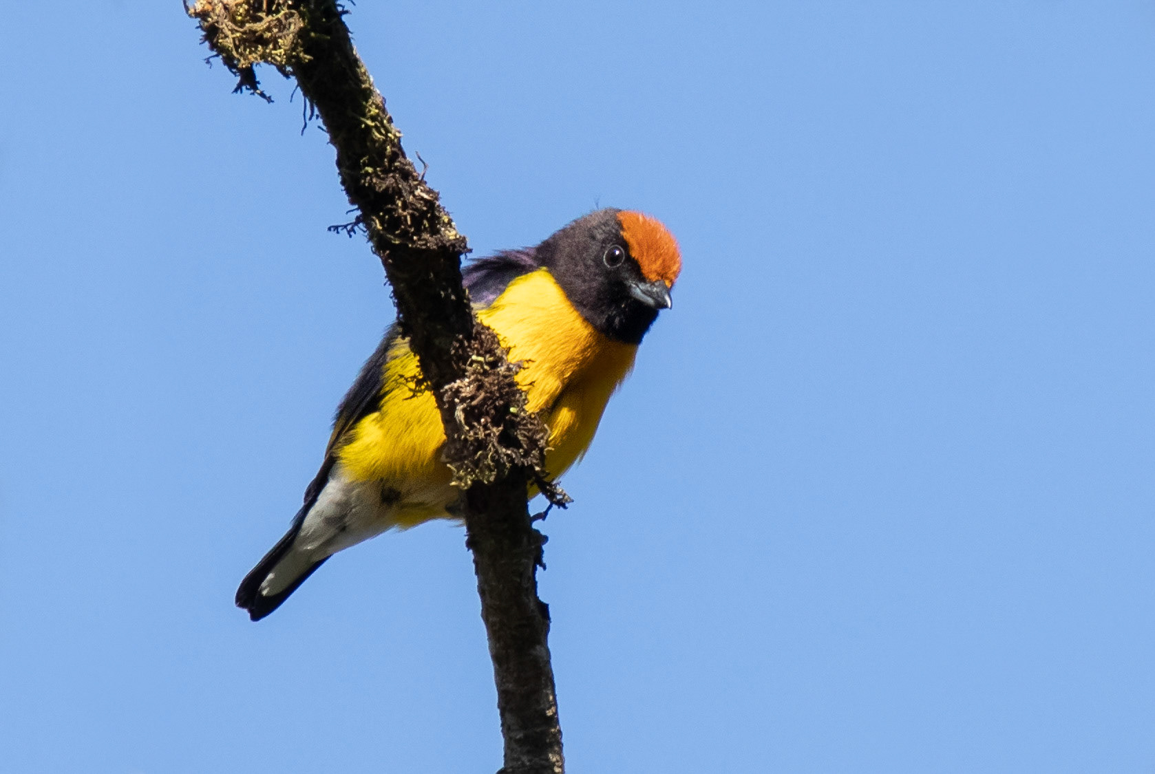 Tawny-capped Euphonia, Male