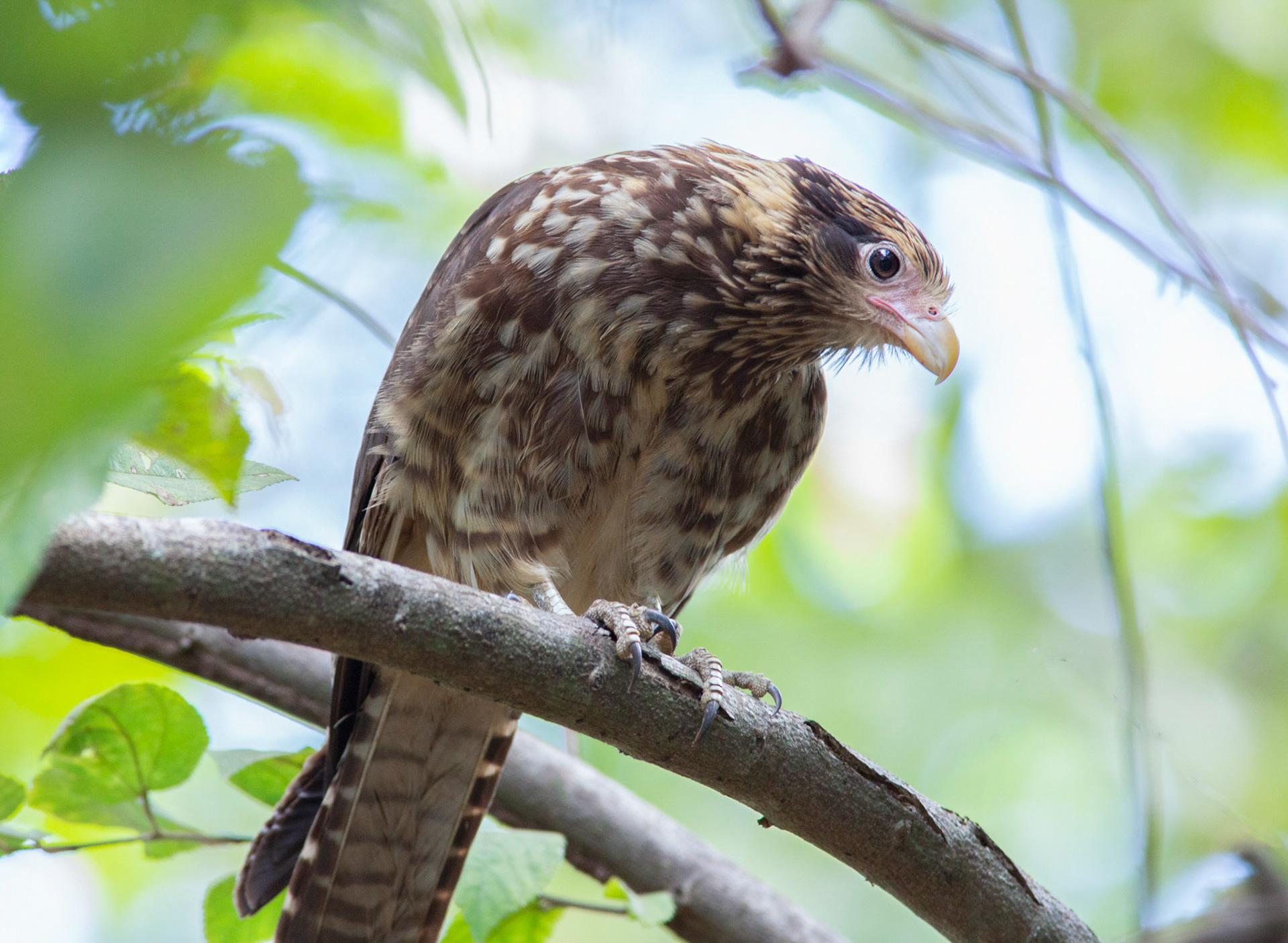 Yellow-headed Caracara, Juvenile