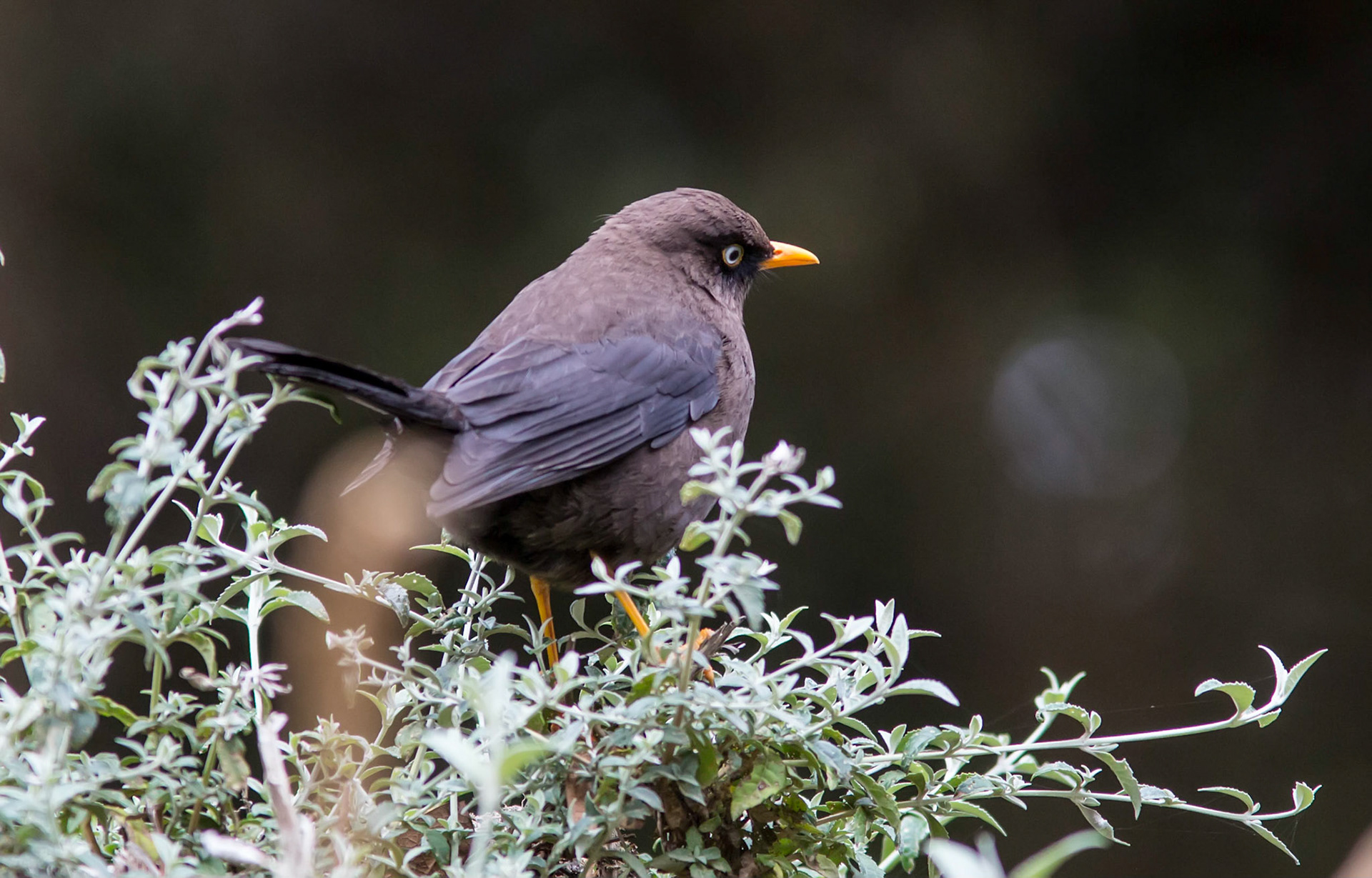 Sooty Thrush