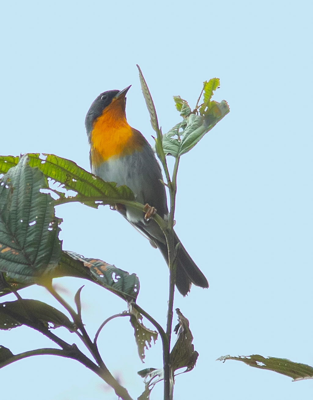 Flame-throated Warbler