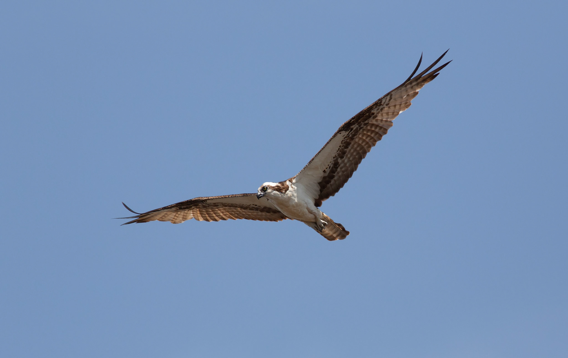 Osprey in Flight