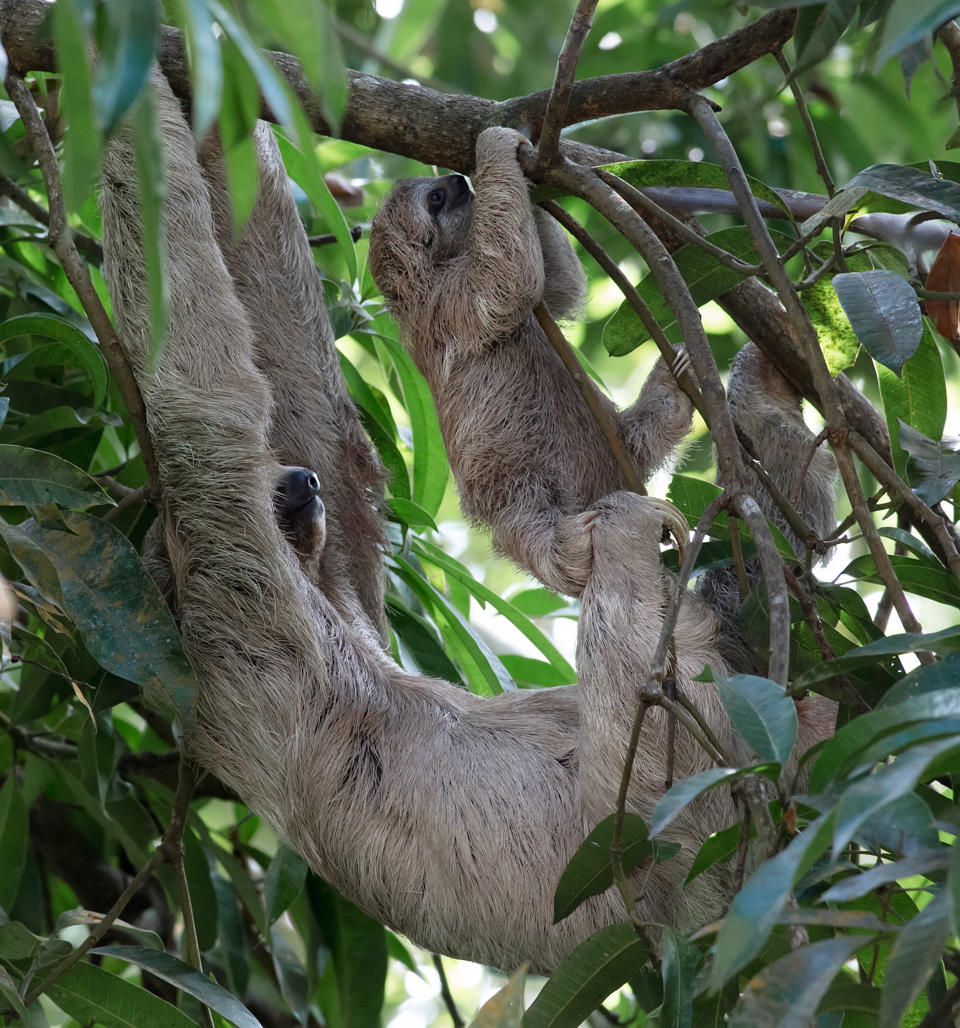 Three-toed Sloth, Mama with Baby Climbing