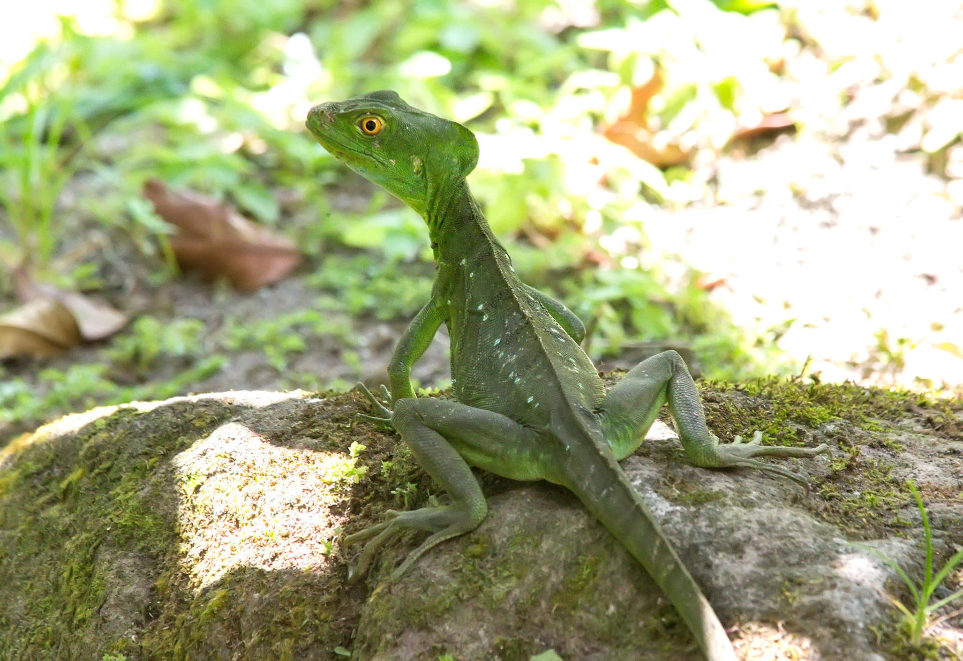 Jesus Christ Lizard sitting on a rock