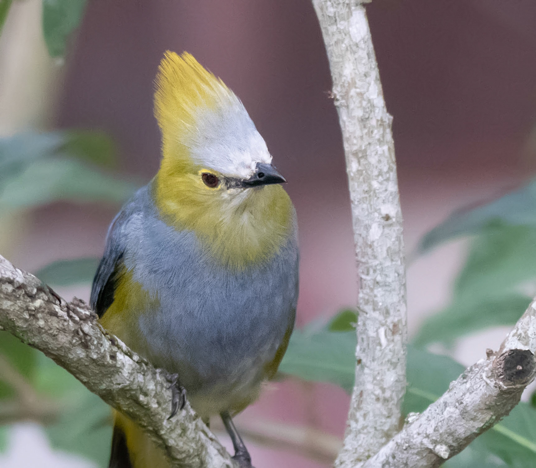 Long-tailed Silky-Flycatcher, Male