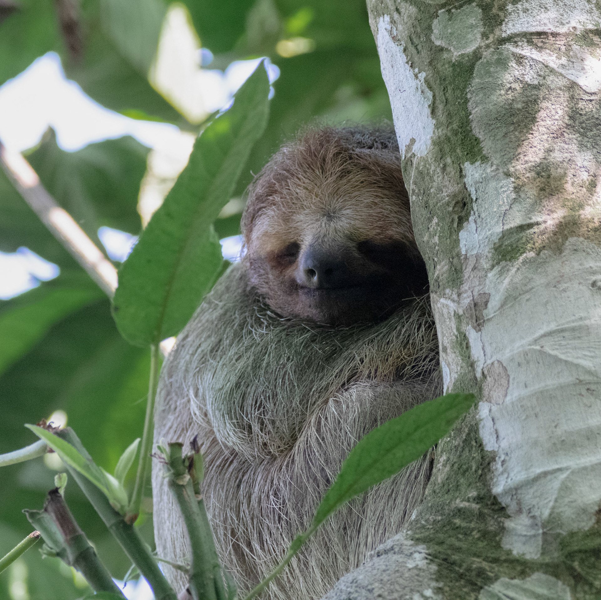 Three-toed Sloth