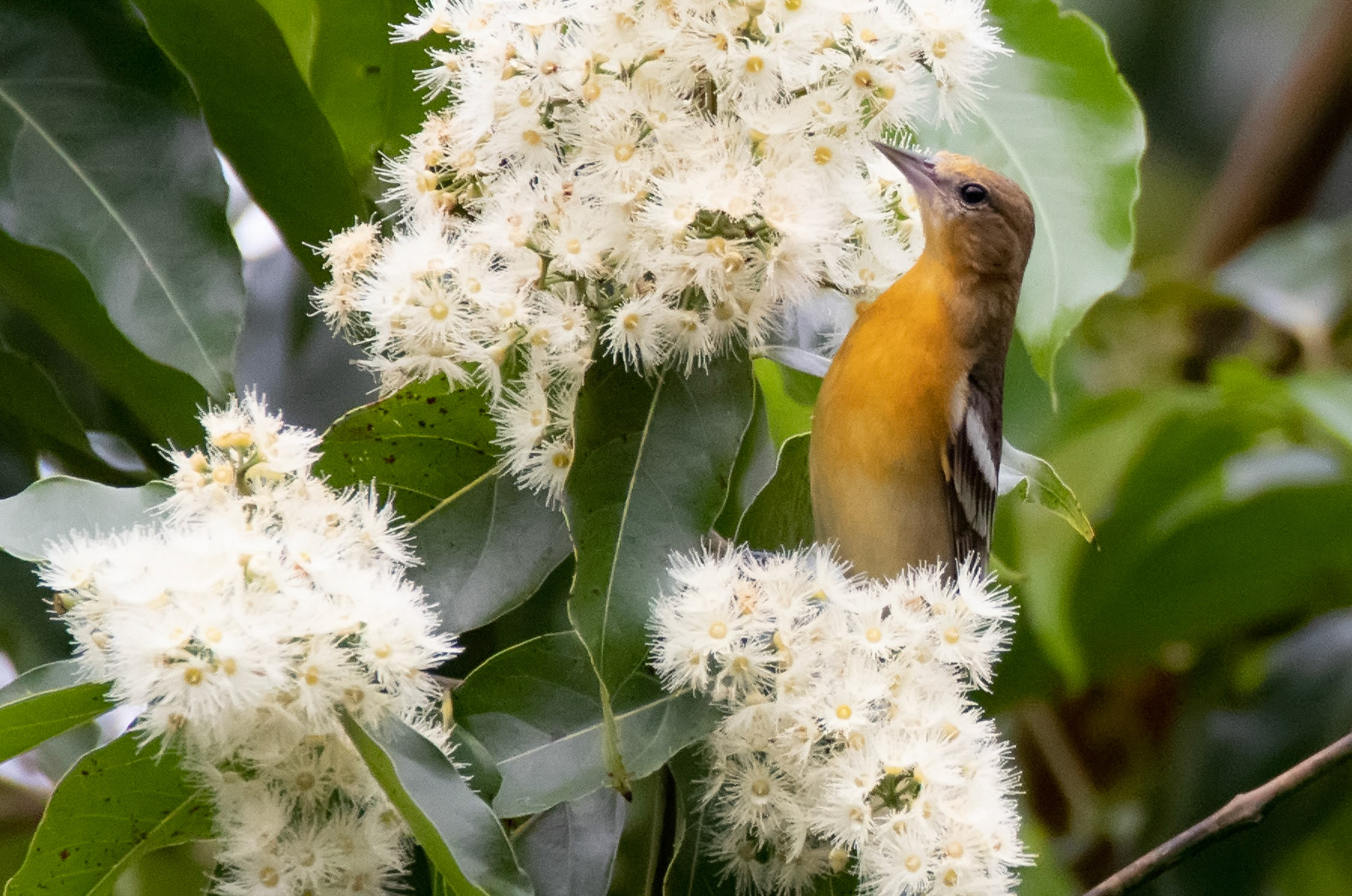 Baltimore Oriole Female in white flowers