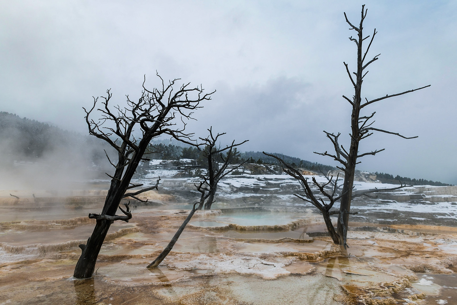 Mammoth Hot Springs