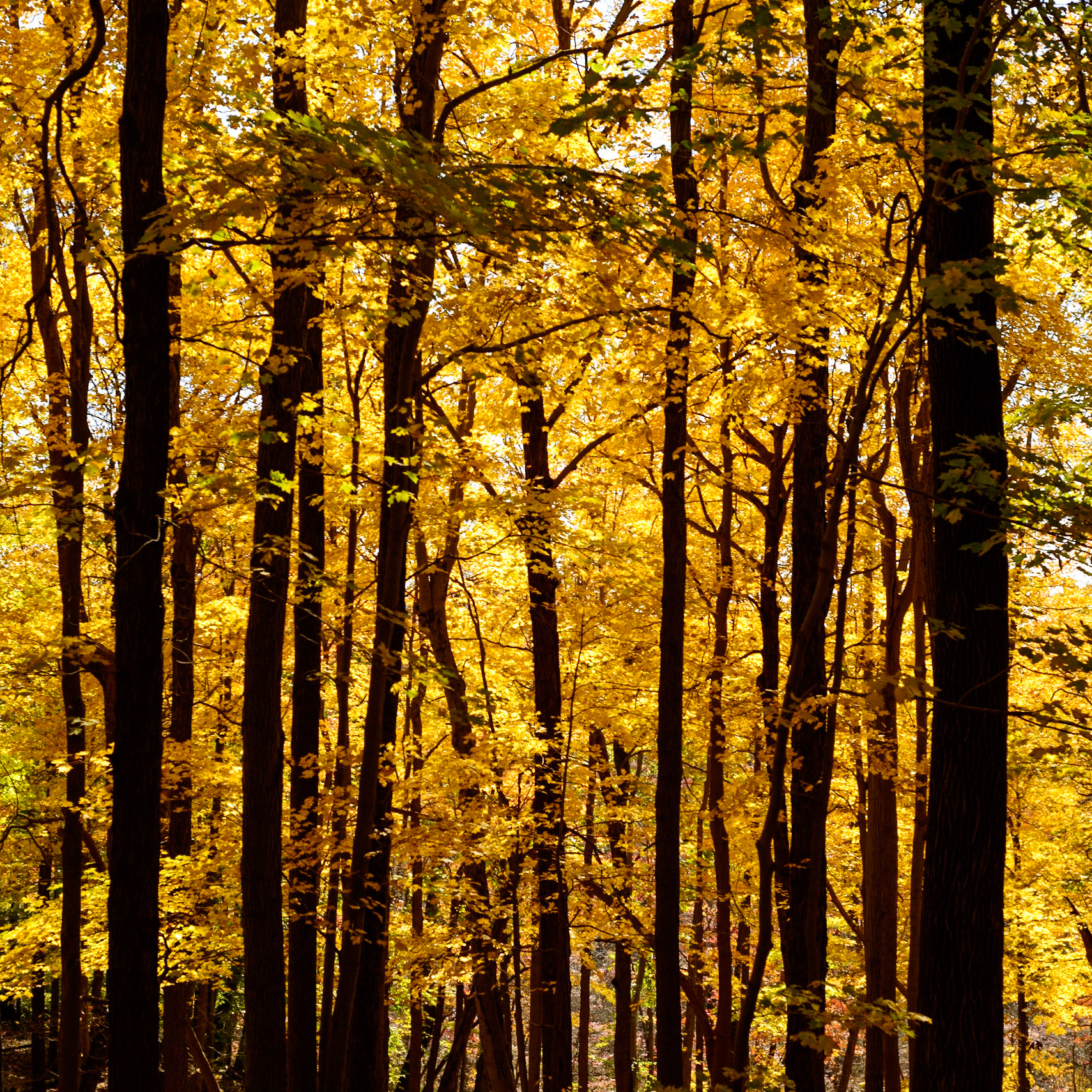 Everything as it should