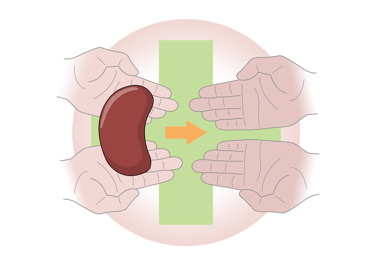 slmillustration-functions-of-the-kidneys-book-illustration