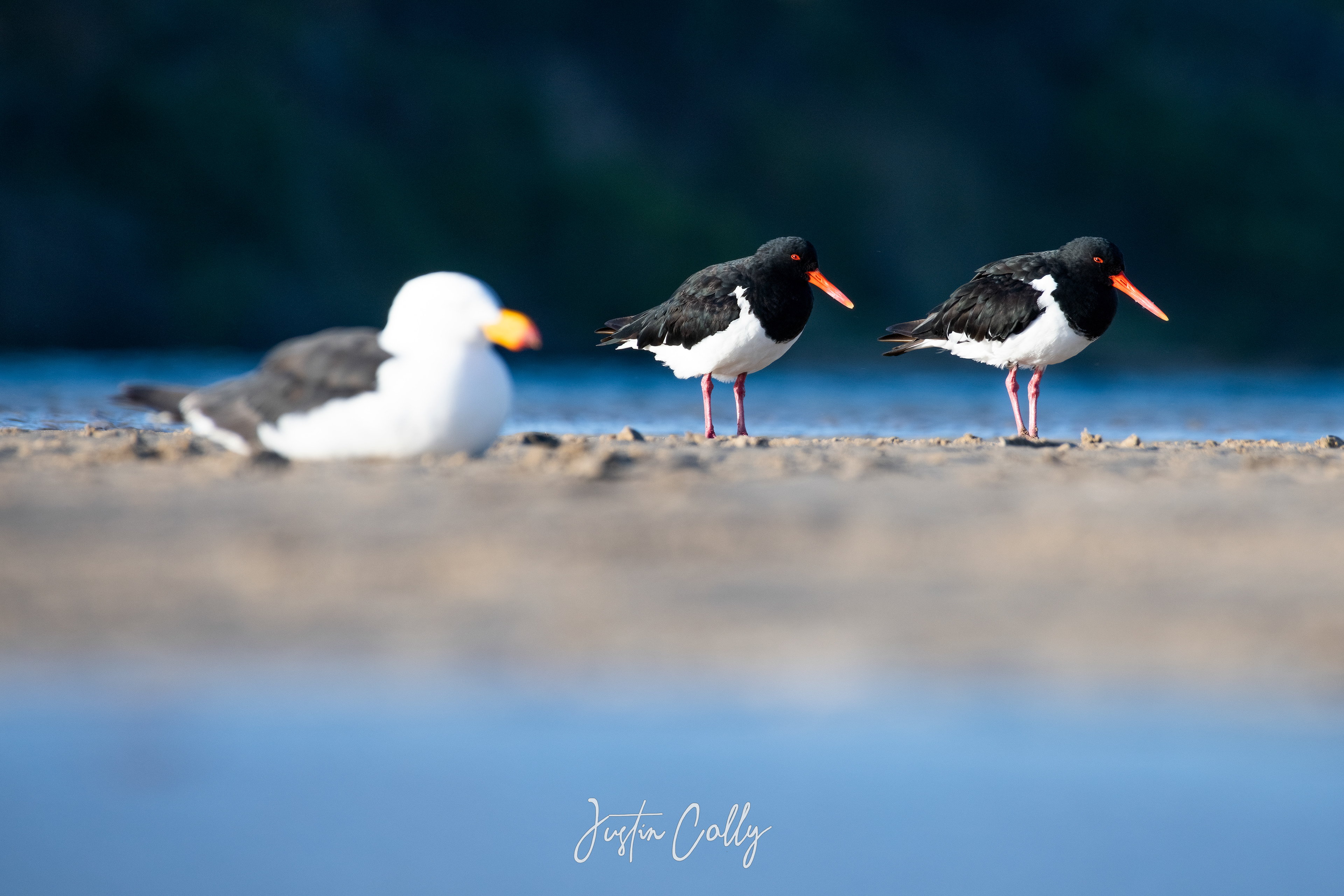 Australian Pied Oystercatcher (Haematopus longirostris)
