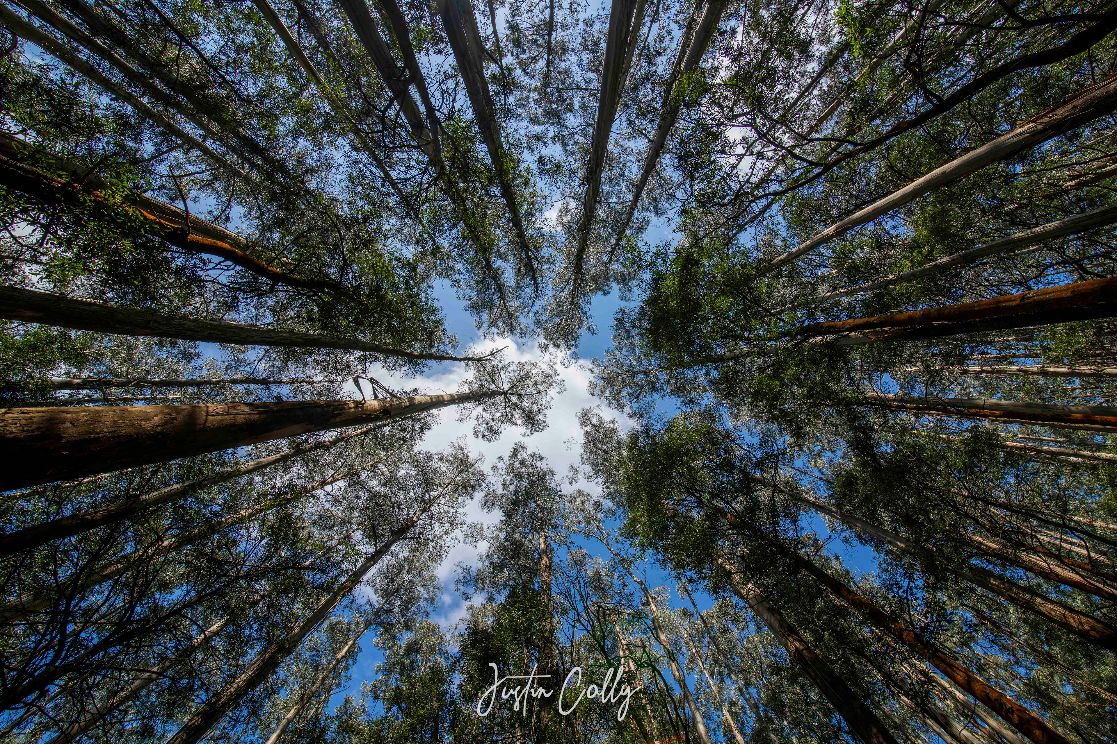 Mountain Ash, Toolangi