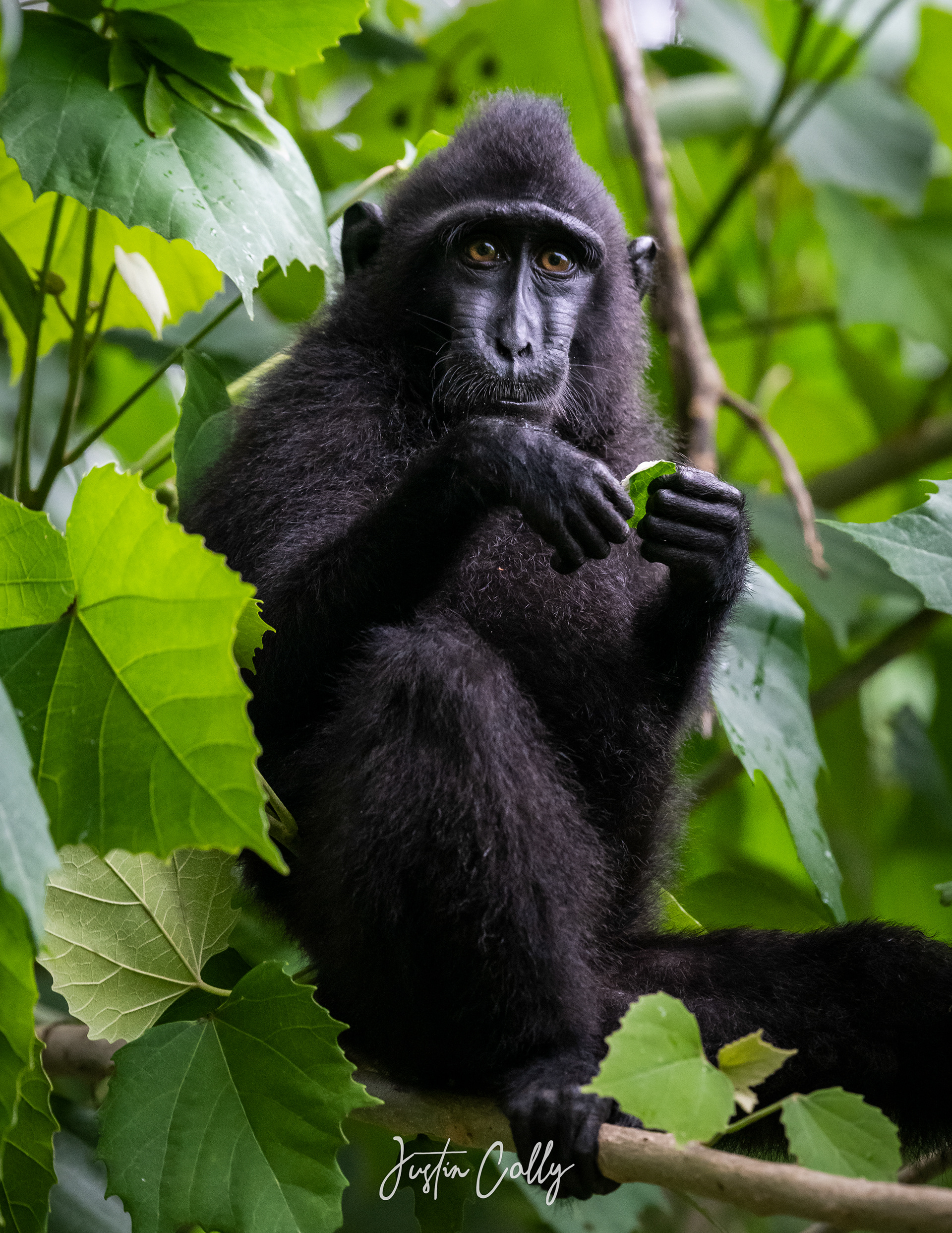 Celebes crested macaque (Macaca nigra) in Tangkoko, Sulawesi
