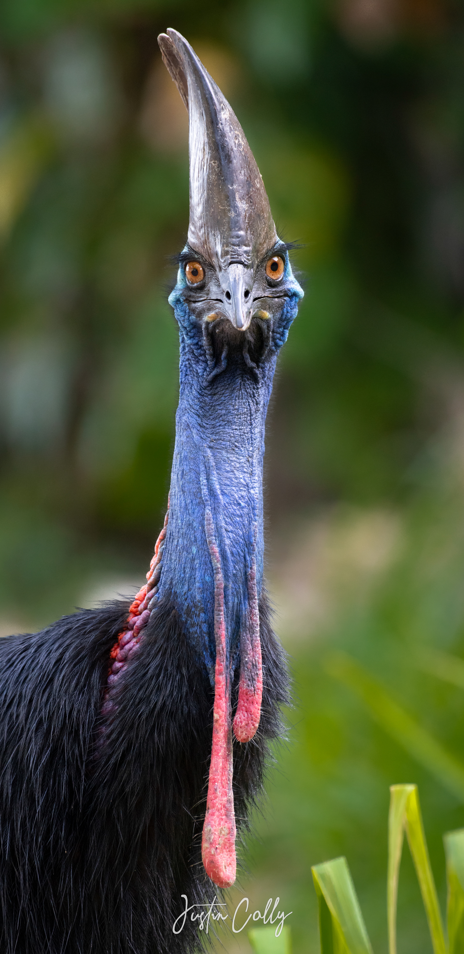Southern cassowary (Casuarius casuarius) in Tropical North Queensland, Australia