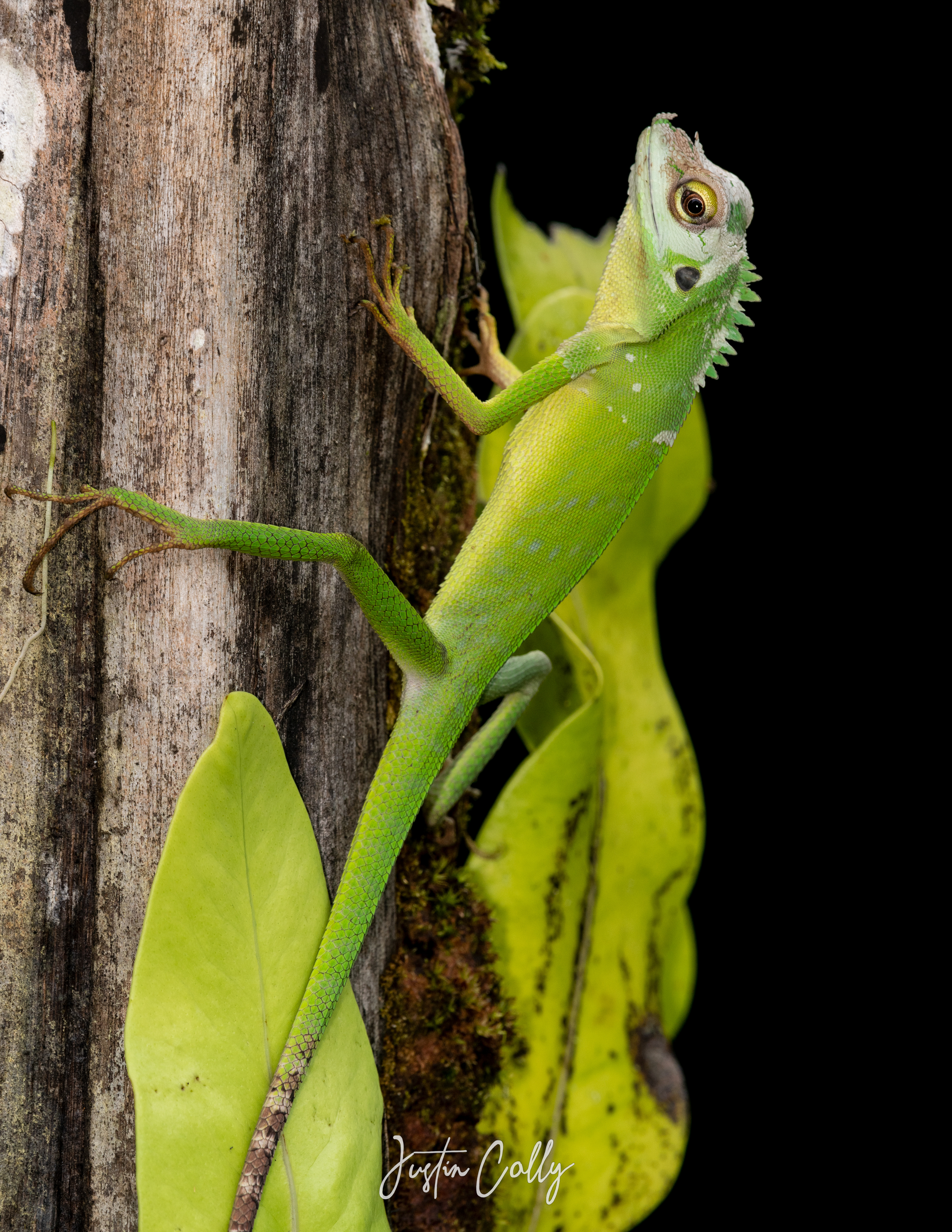 Green crested lizard (Bronchocela cristatella) in Mulu, Borneo