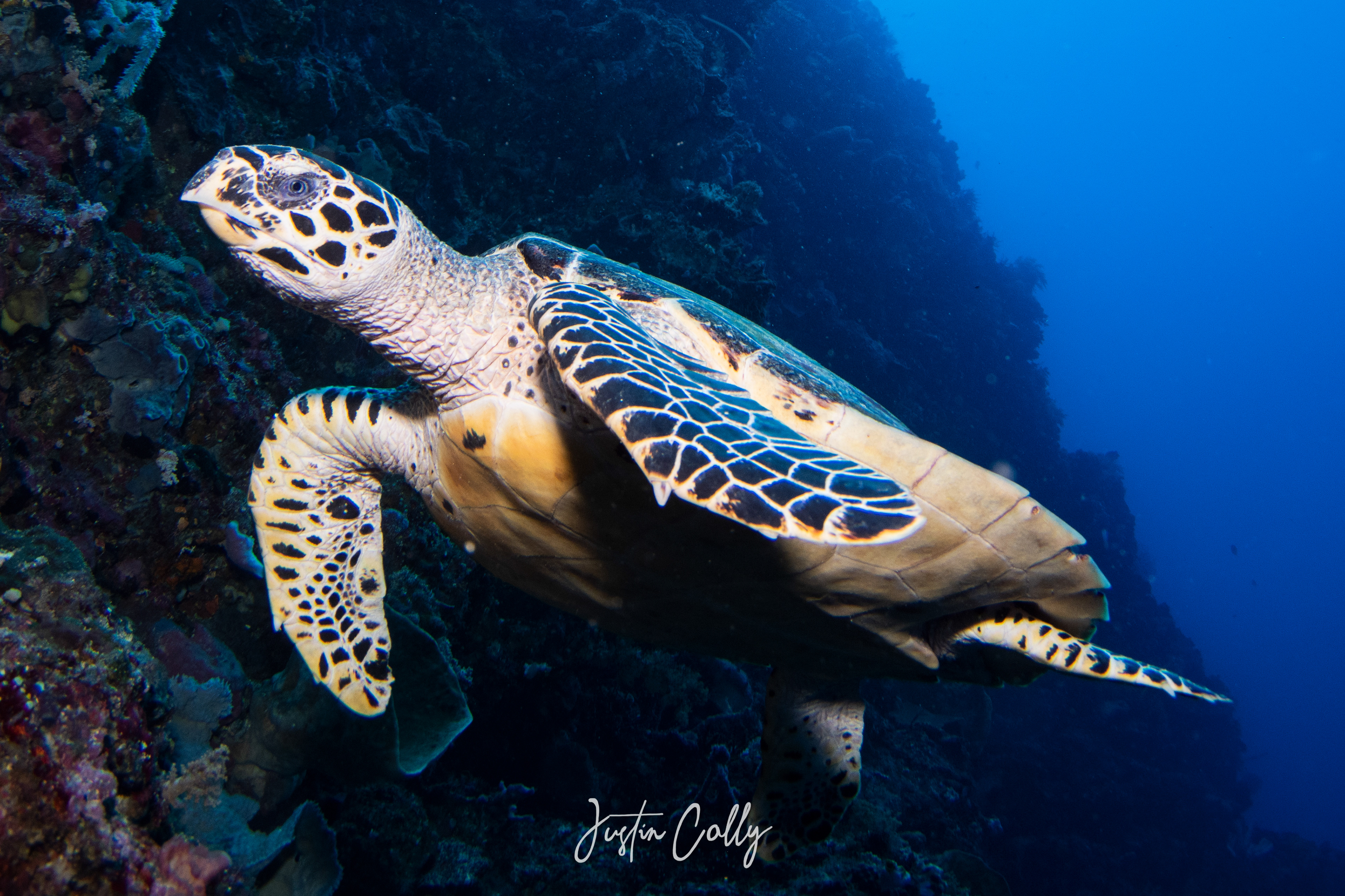 Hawksbill sea turtle (Eretmochelys imbricata) in Sulawesi, Indonesia