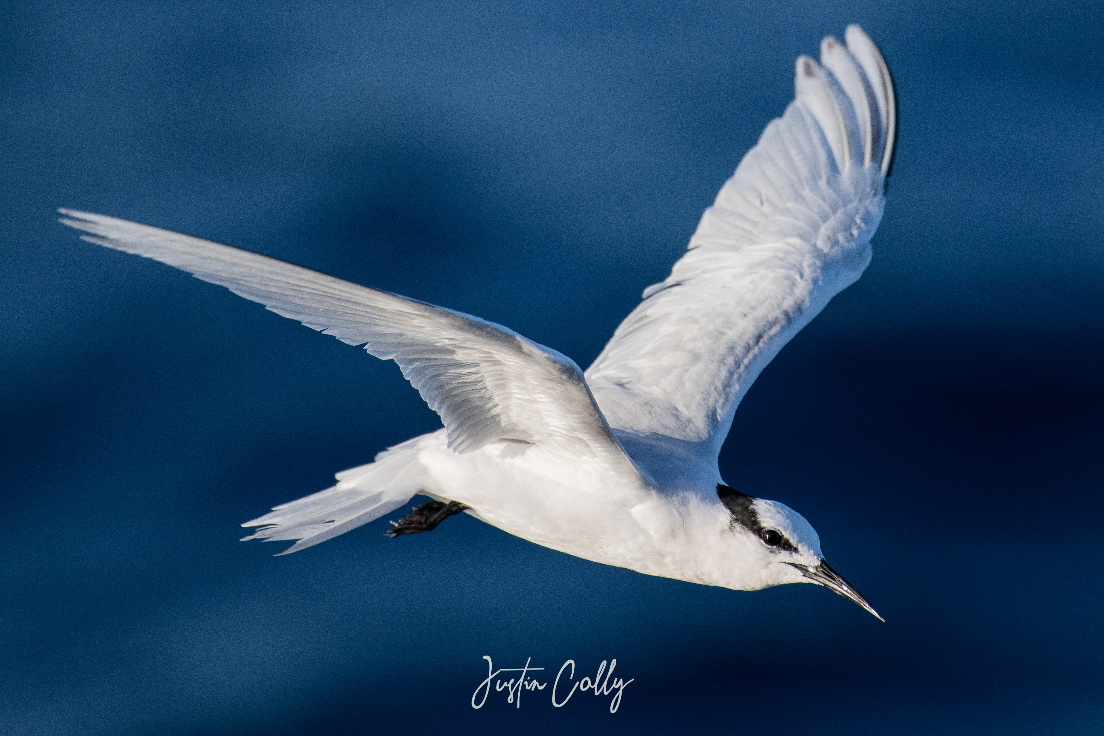 Black-naped tern (Sterna sumatrana) on the Great Barrier Reef, Australia