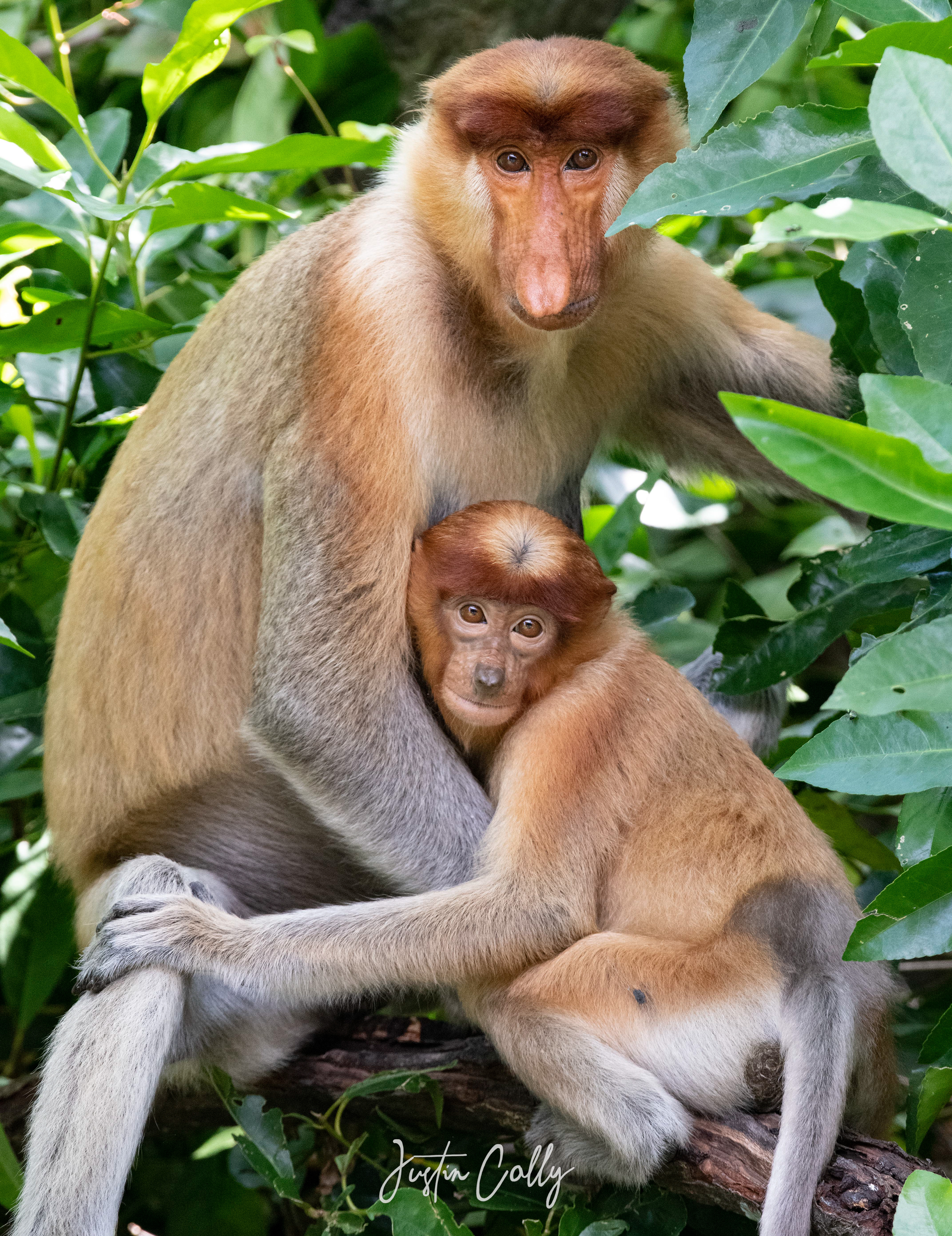 Proboscis monkey (Nasalis larvatus) in Sepilok, Borneo
