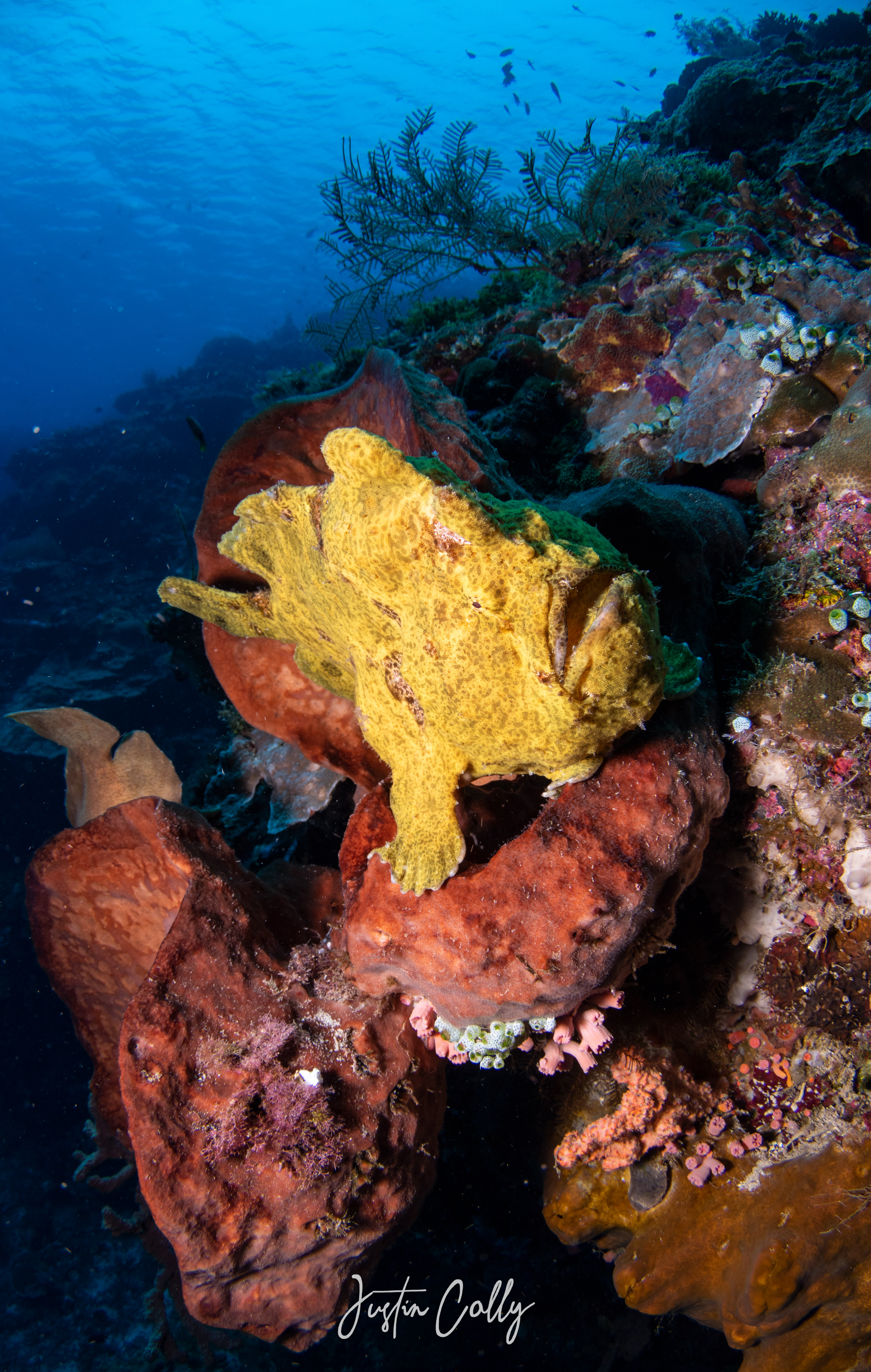 Giant frogfish (Antennarius commerson) in Sulawesi, Indonesia