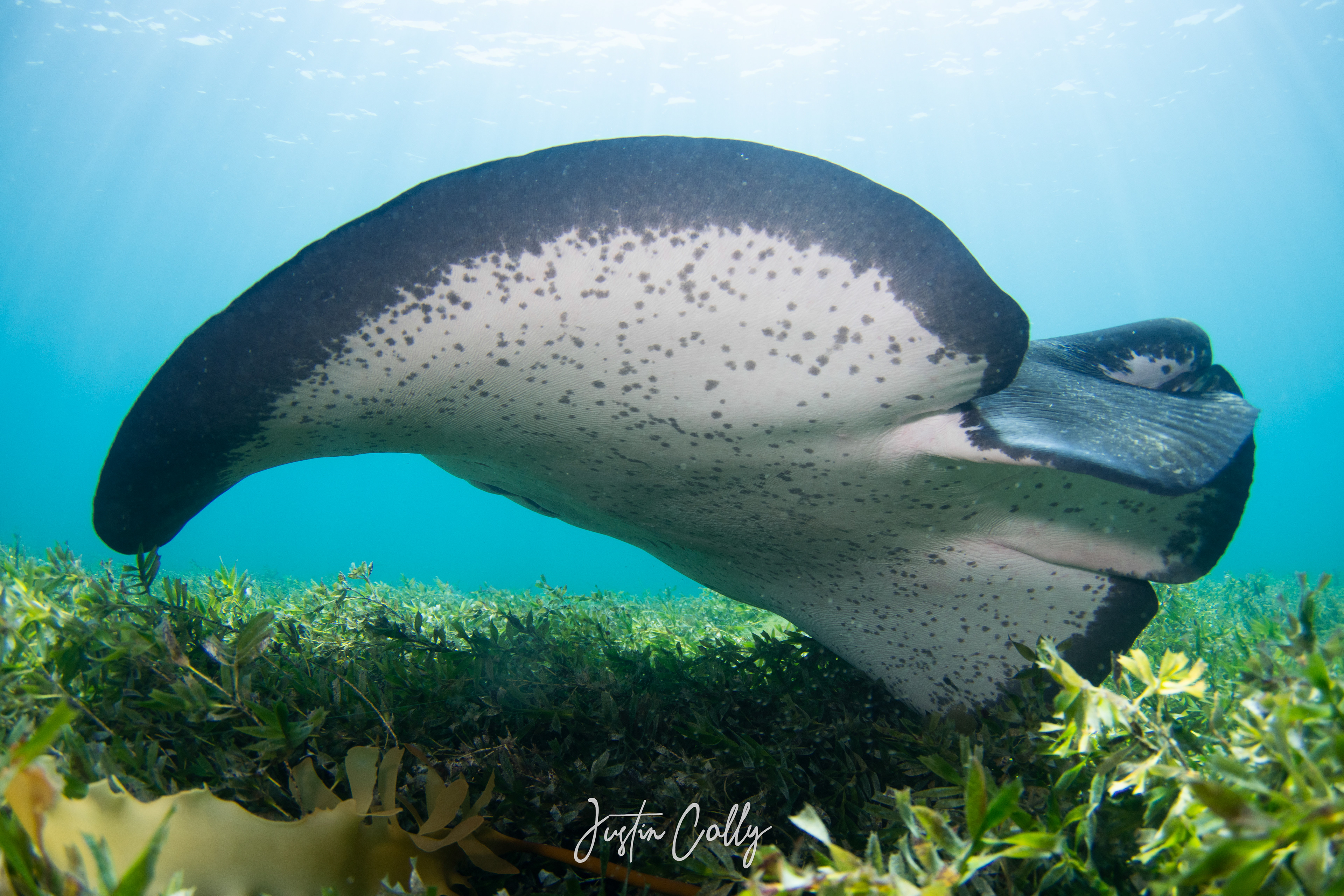 mooth stingray (Bathytoshia brevicaudata)