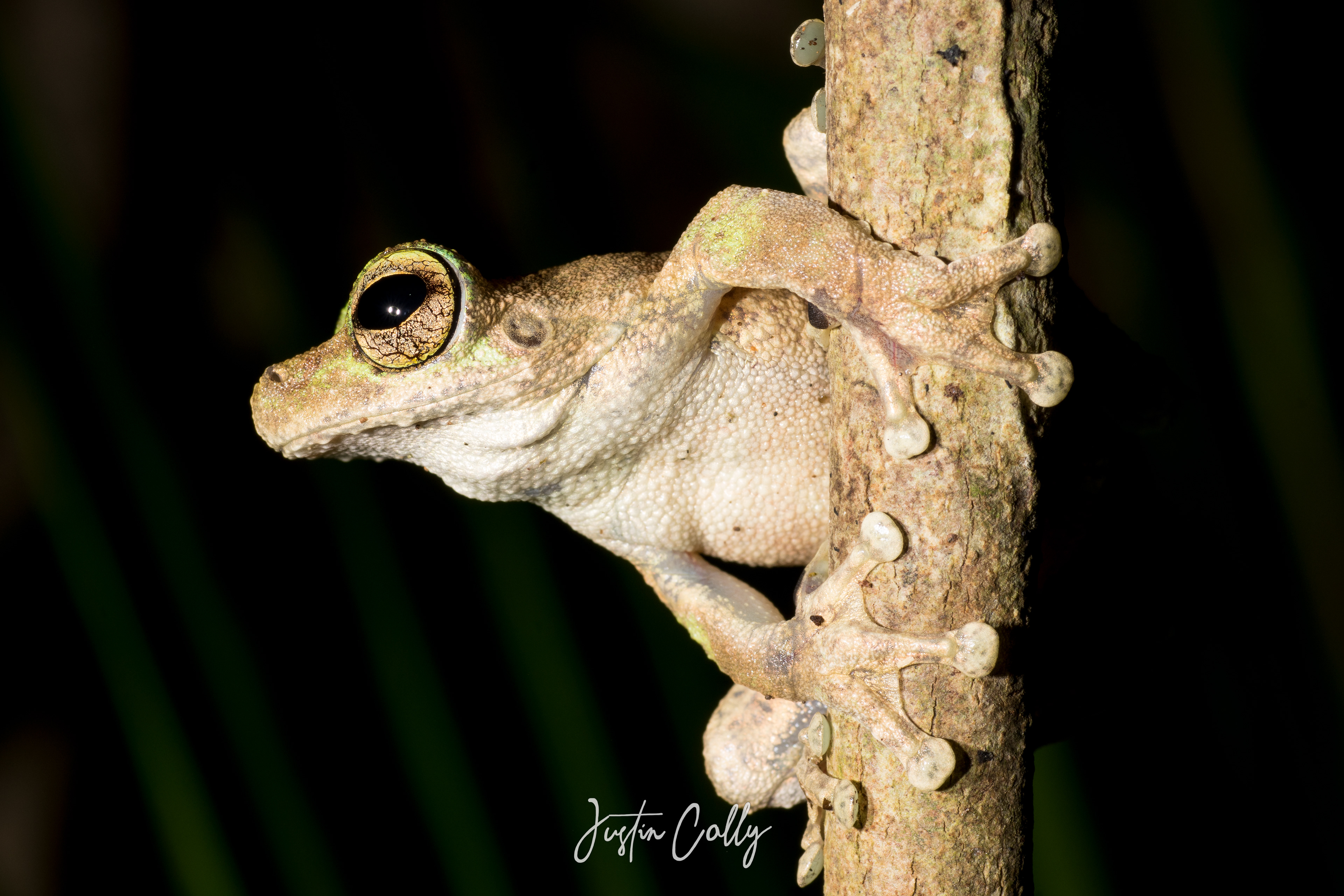 Green-eyed treefrog (Ranoidea serrata) in Daintree, Australia