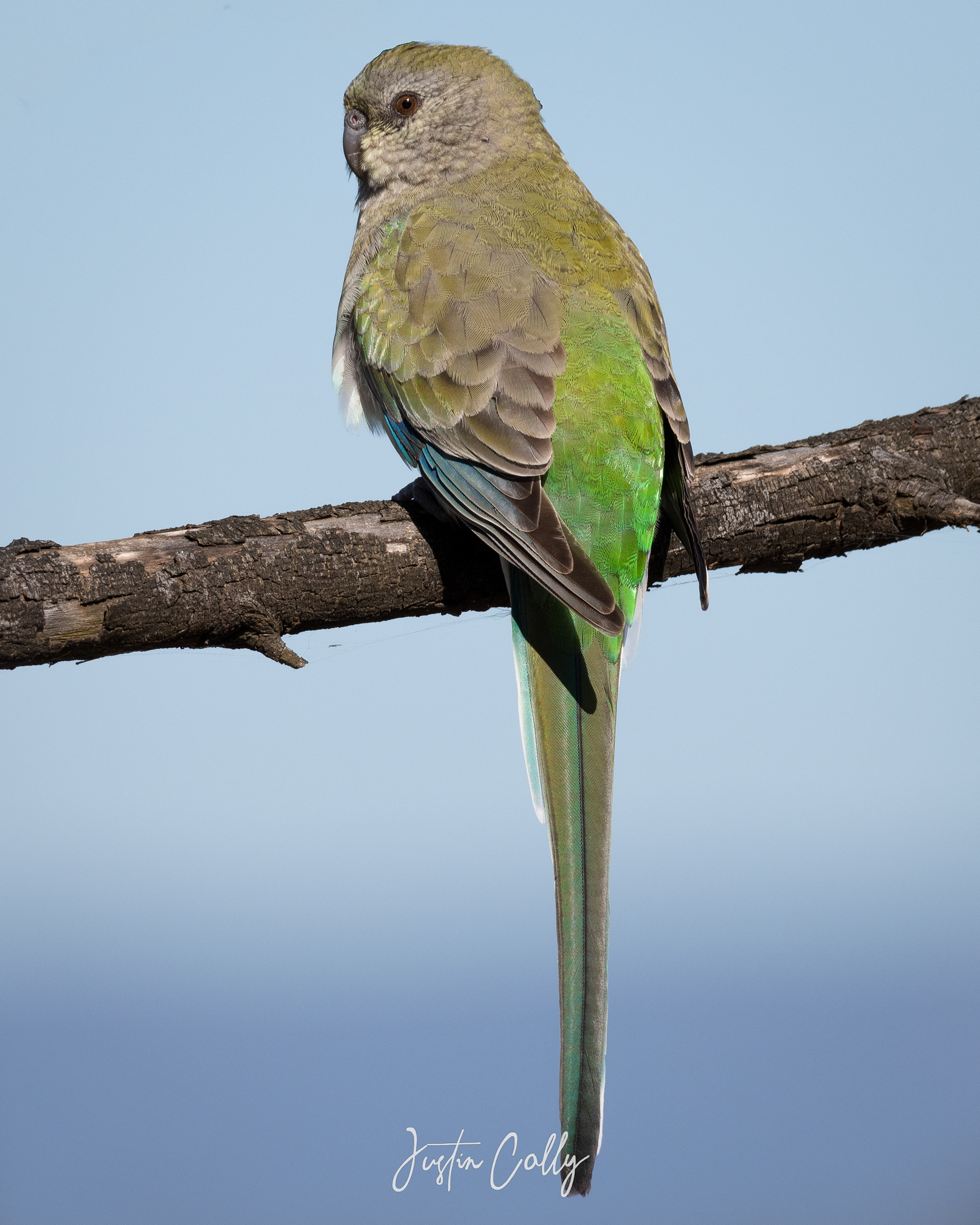 Female red-rumped parrot (Psephotus haematonotus) in Grampians, Australia