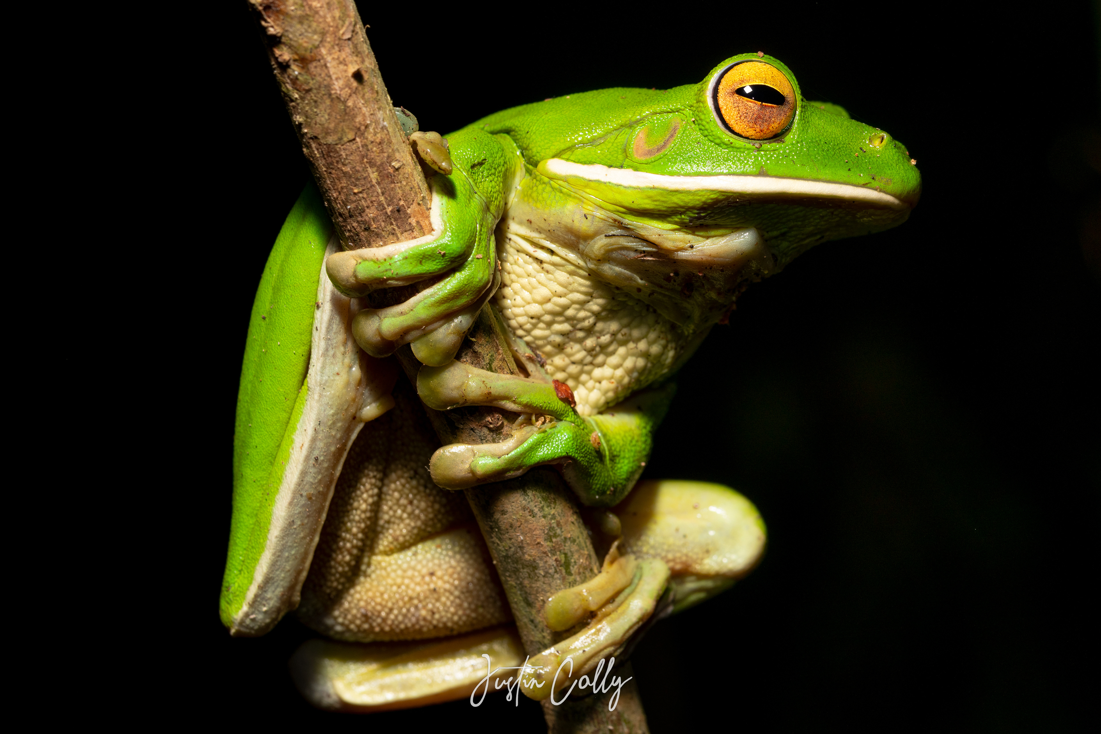 White-lipped tree frog (Nyctimystes infrafrenatus) in Daintree, Australia
