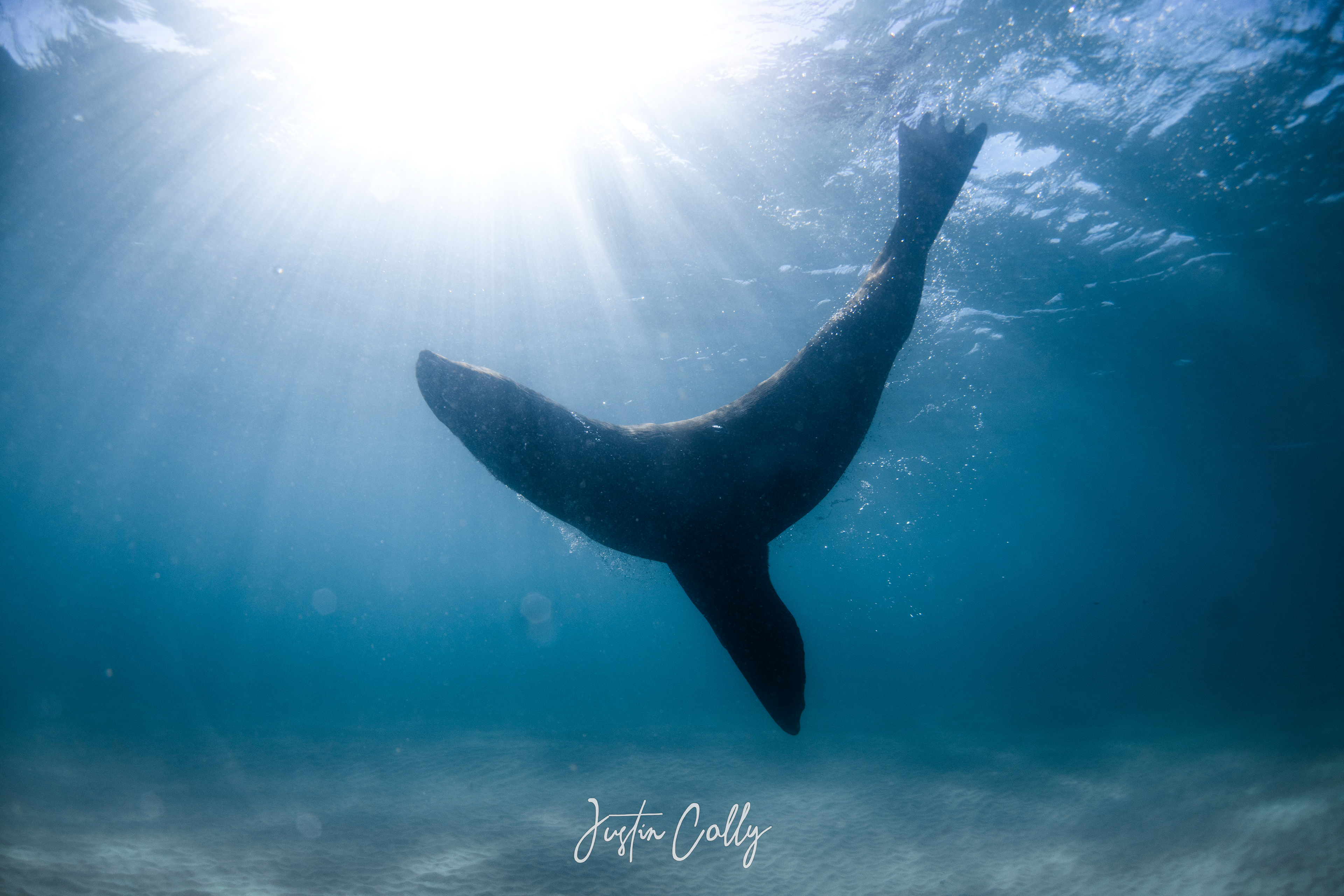 Australian fur seal