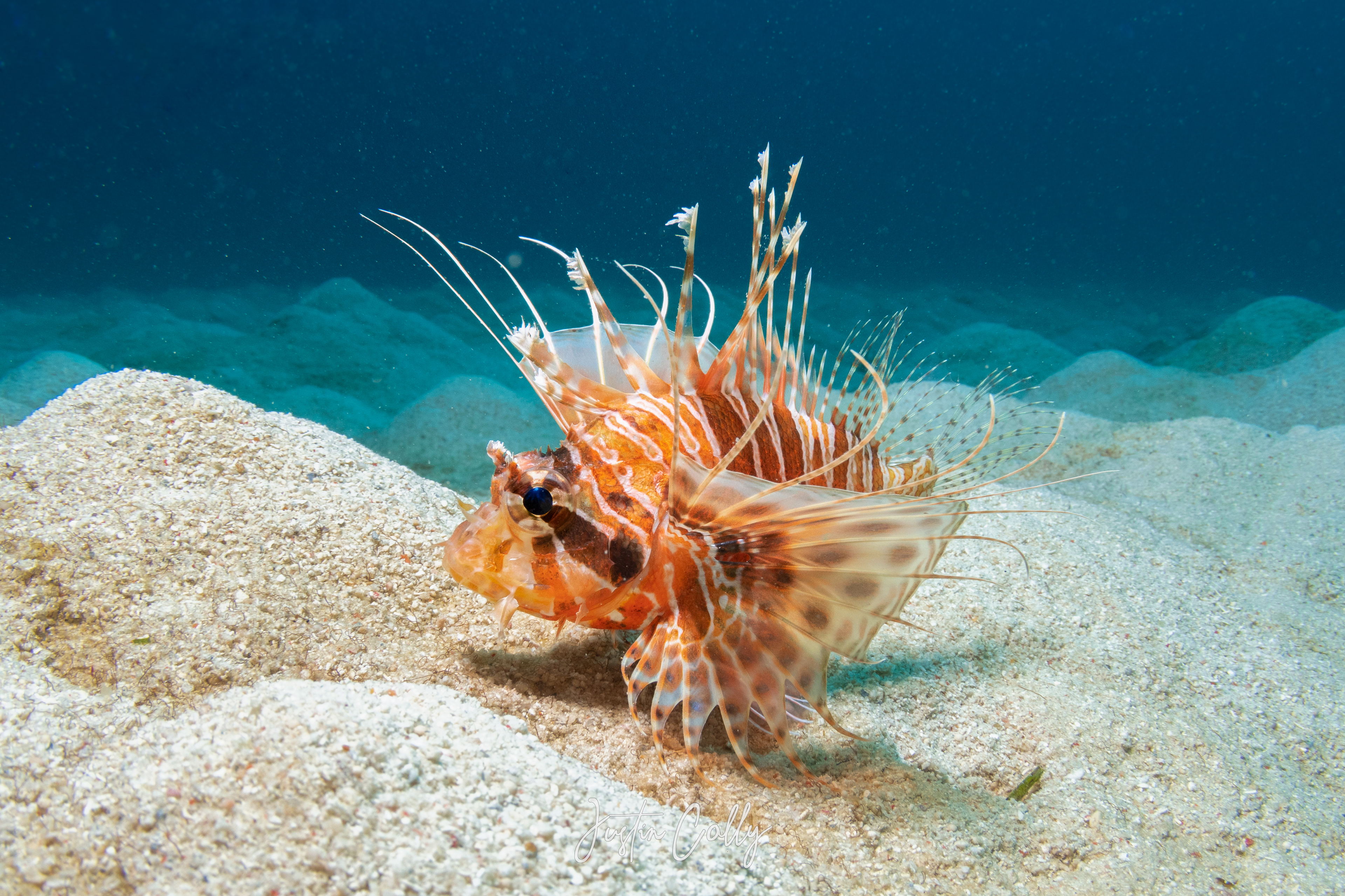 Spotfin lionfish (Pterois antennata) in Mabul, Borneo